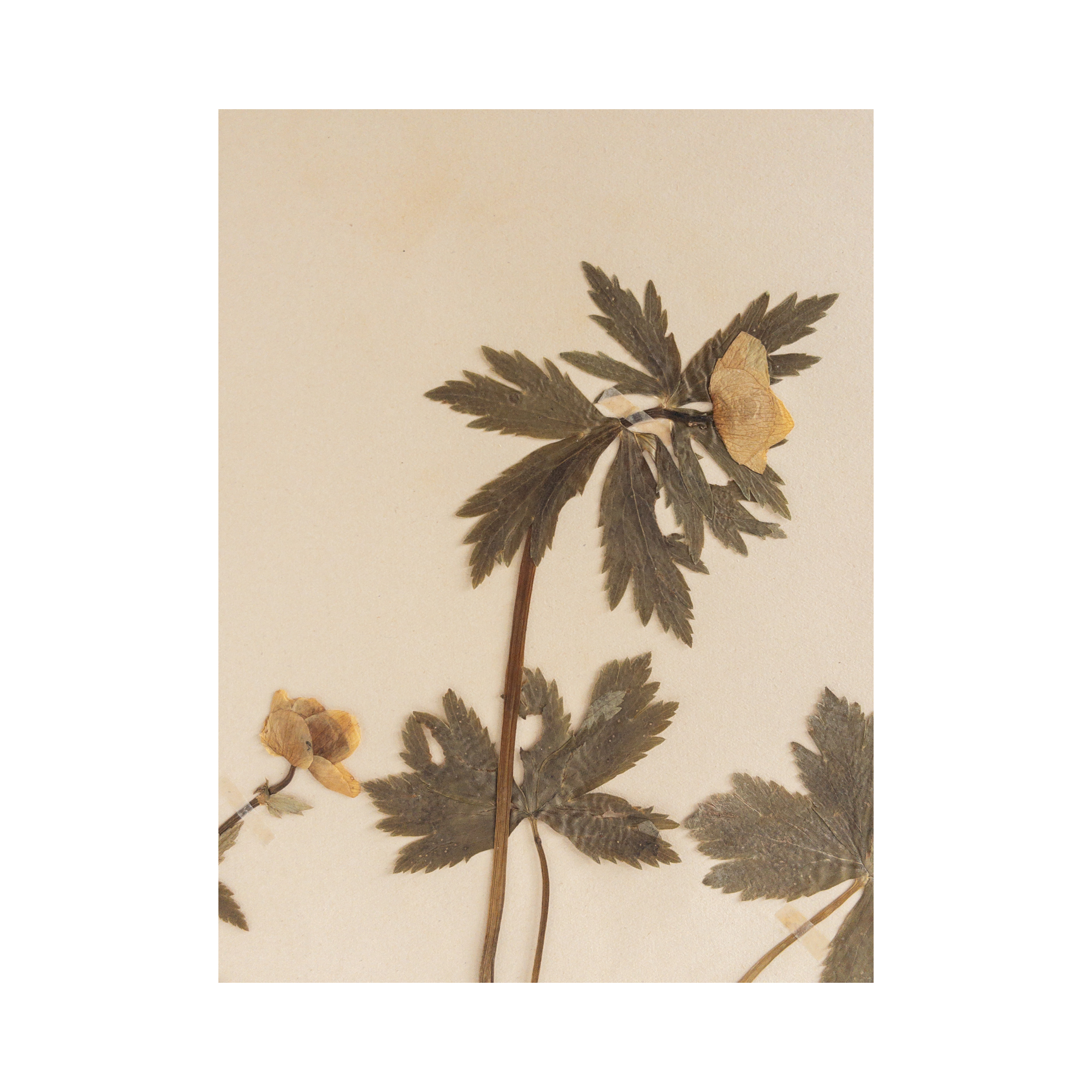 Herbarium Art I European Globeflower.png