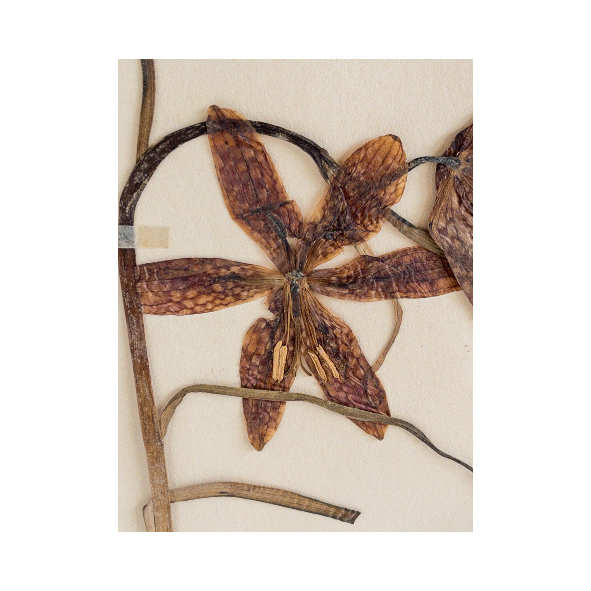 Vintage Herbarium I Ashley Holmes Design.png