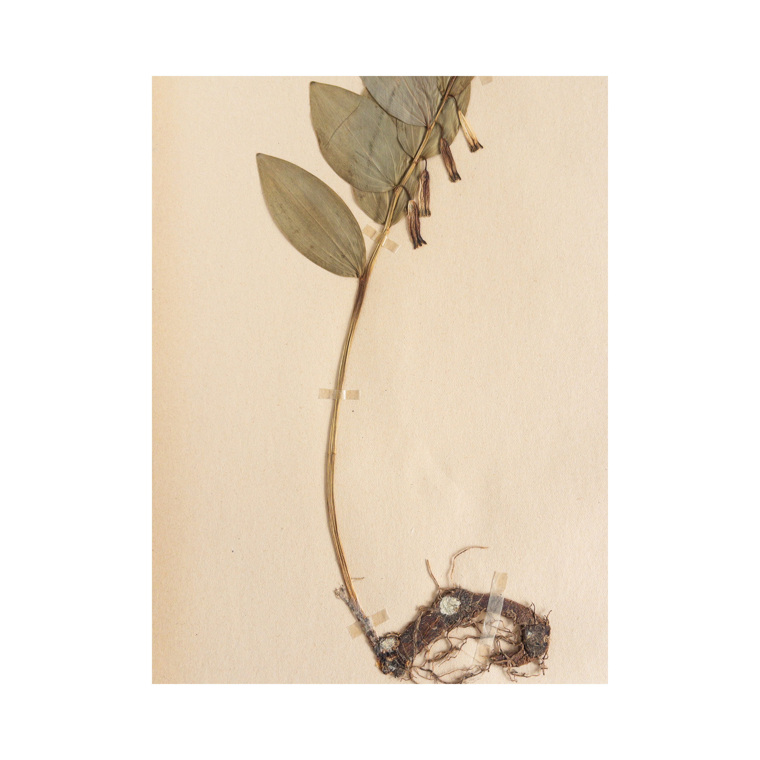 Ashley Holmes Design I Herbarium Art .png