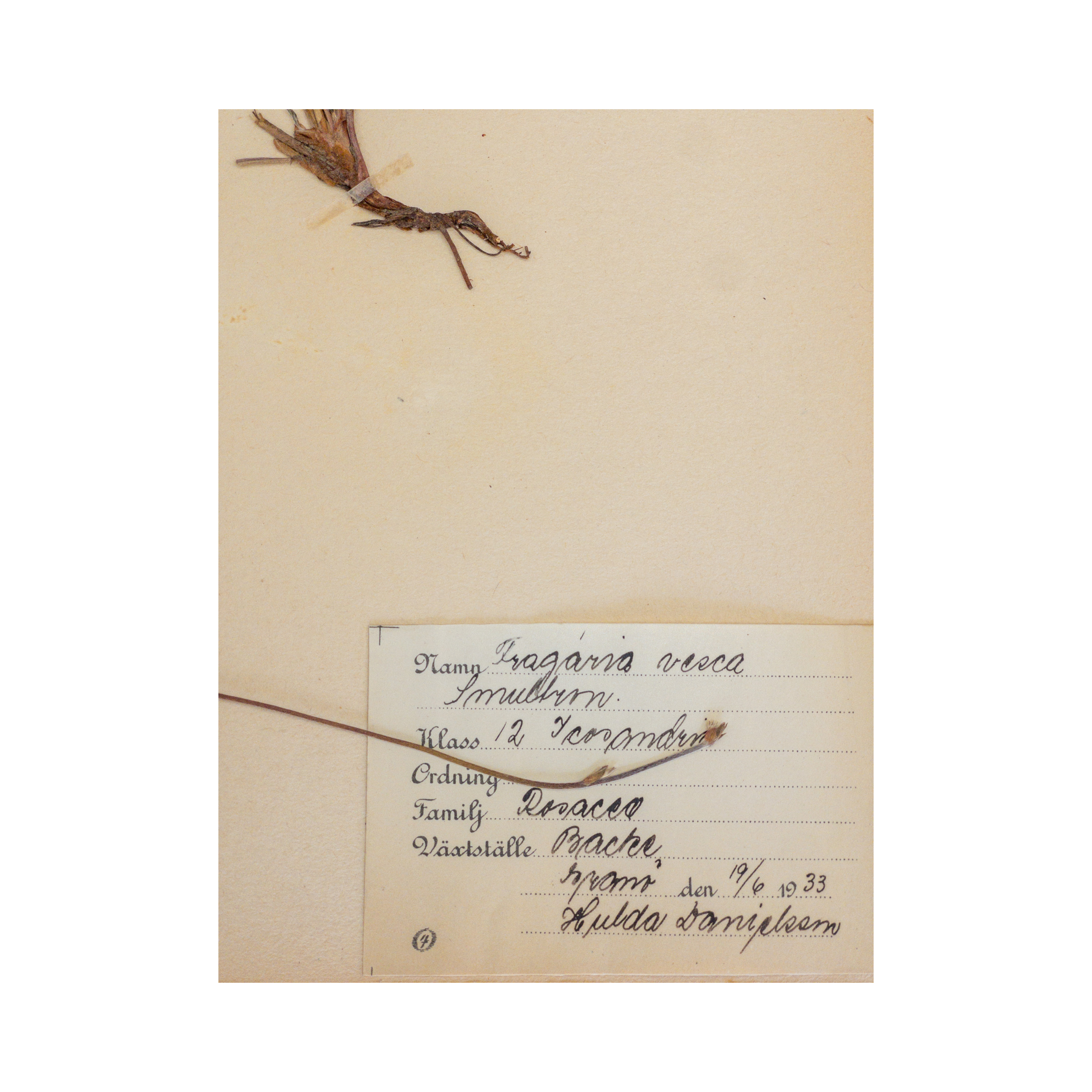 Ashley Holmes Design I Herbarium I Pressed I Art .png