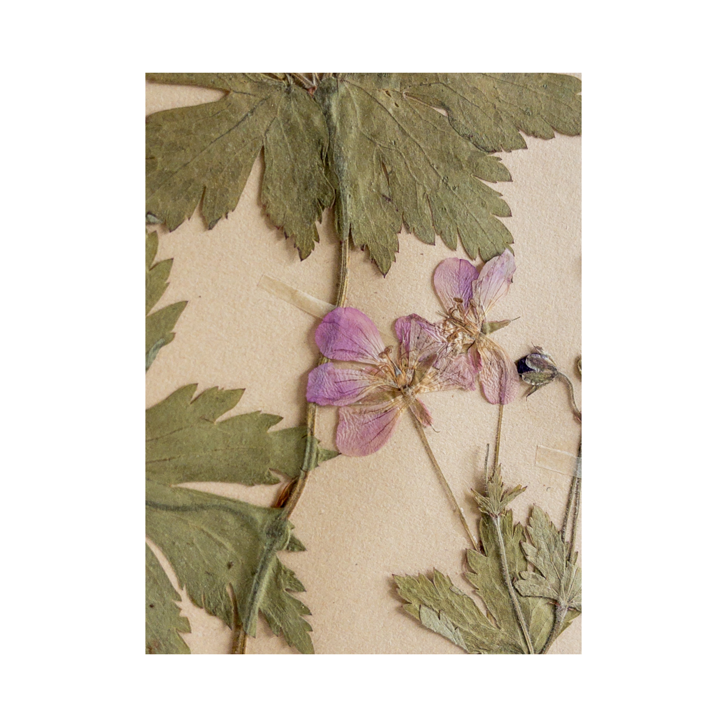 Ashley Holmes Design I Pressed Flower Art.png