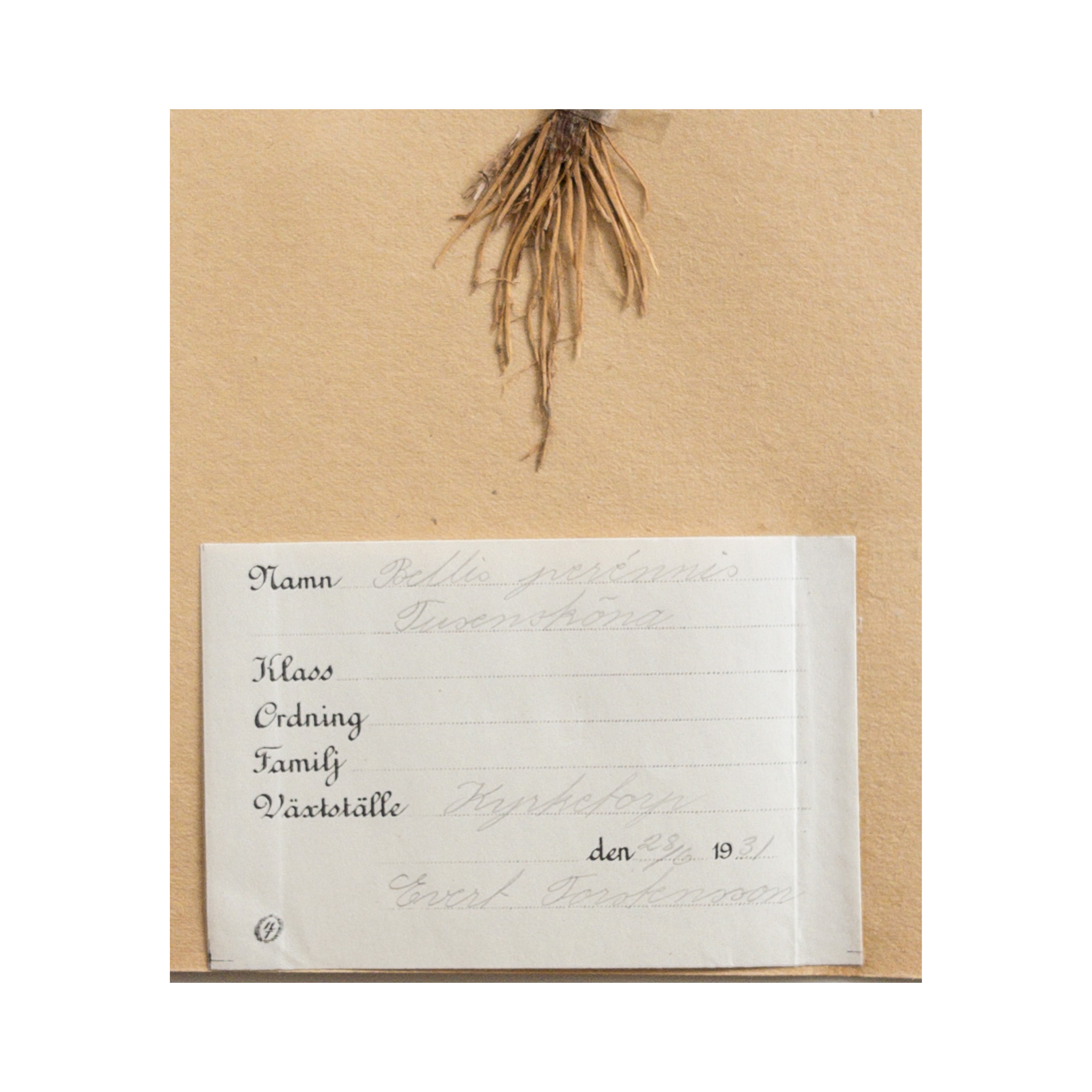 Herbarium pressed Flower Art I Ashley Holmes Design.png