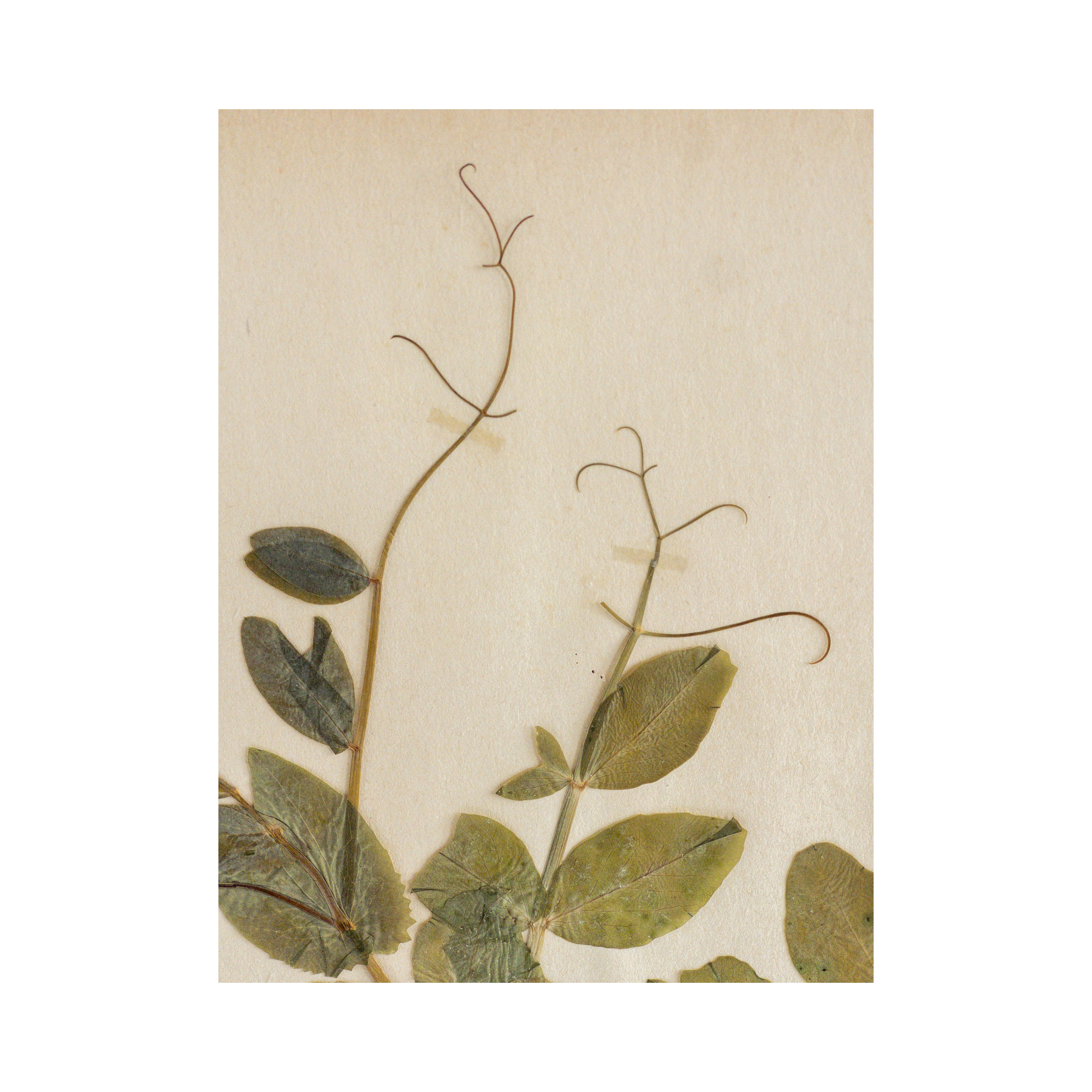 Ashley Holmes Design I Pressed Flower I Art .png