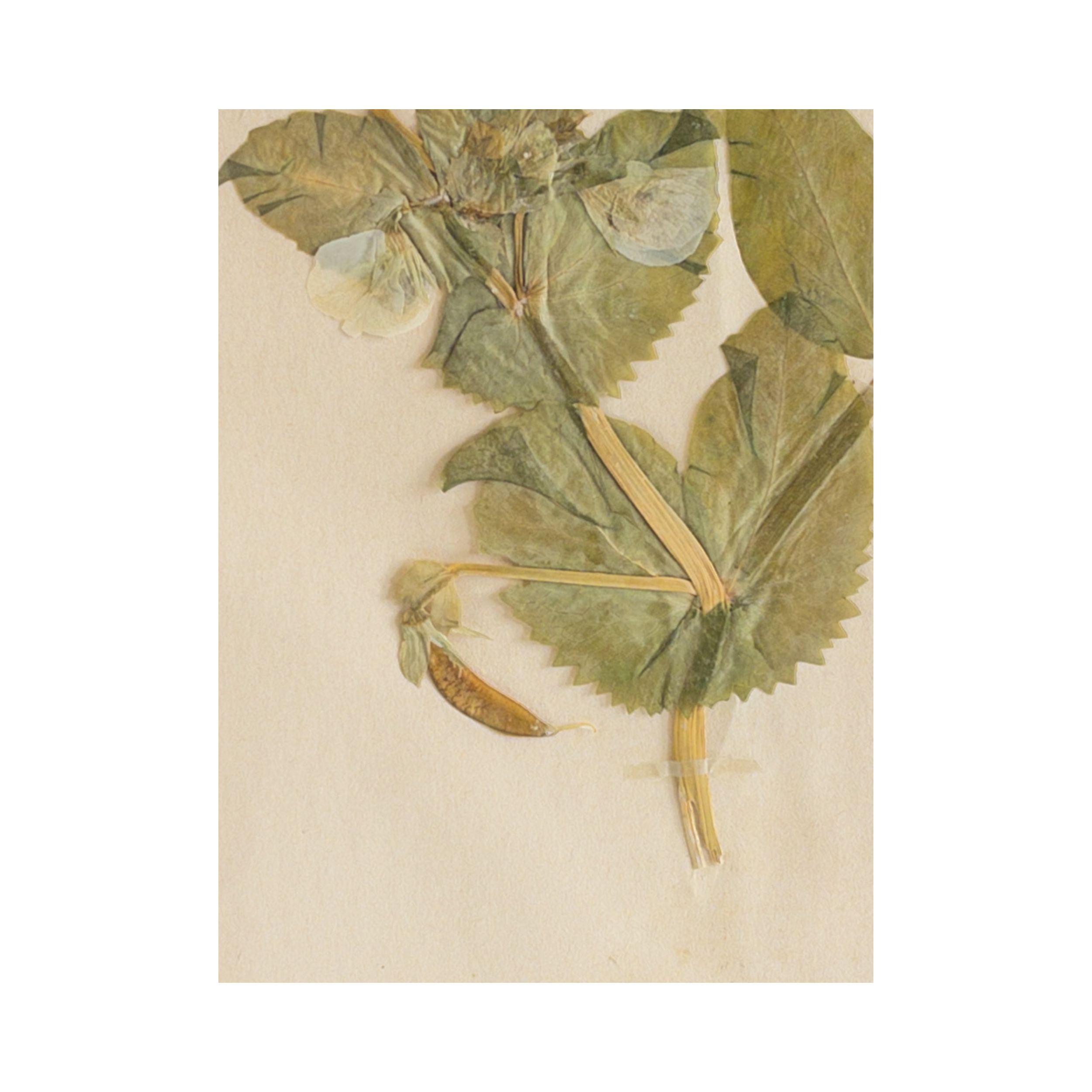 Ashley Holmes Design I Garden Pea I Herbarium I Pressed Flower Art I Swedish.png
