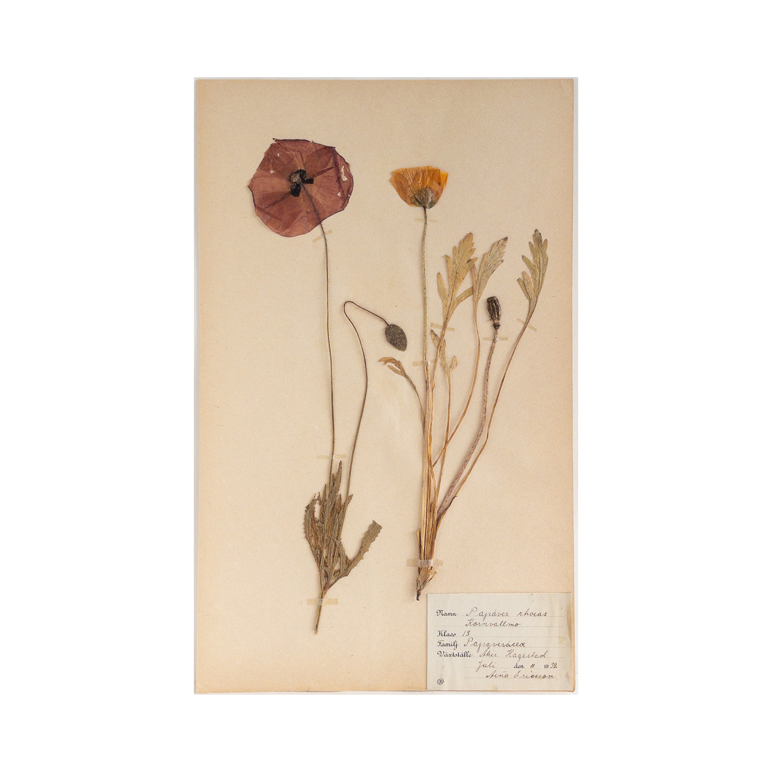 Custom for RM: Vintage Swedish Herbarium ~ Corn Poppy, circa 1932