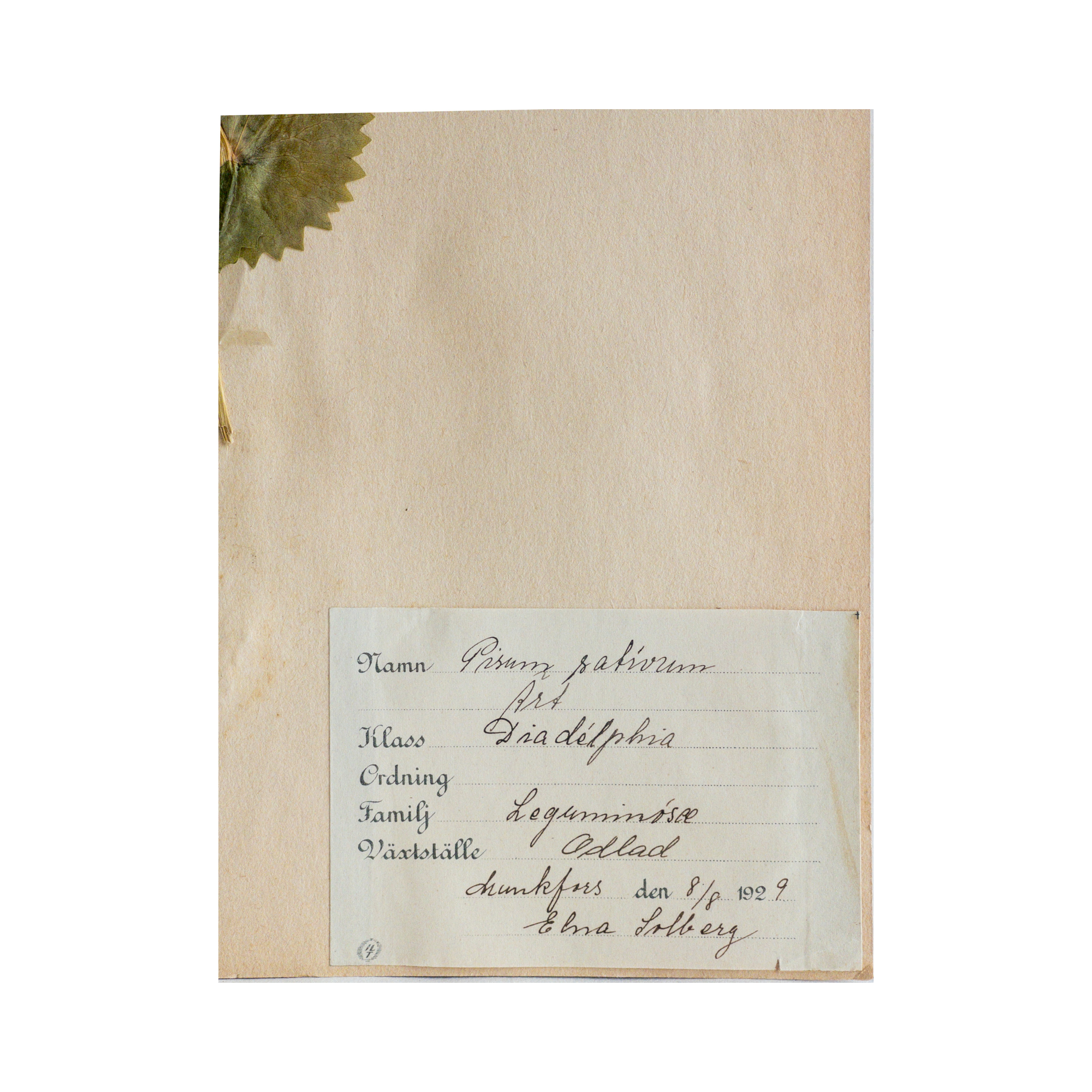 Ashley Holmes Design I Flower Art I Pressed Flower I Herbarium.png