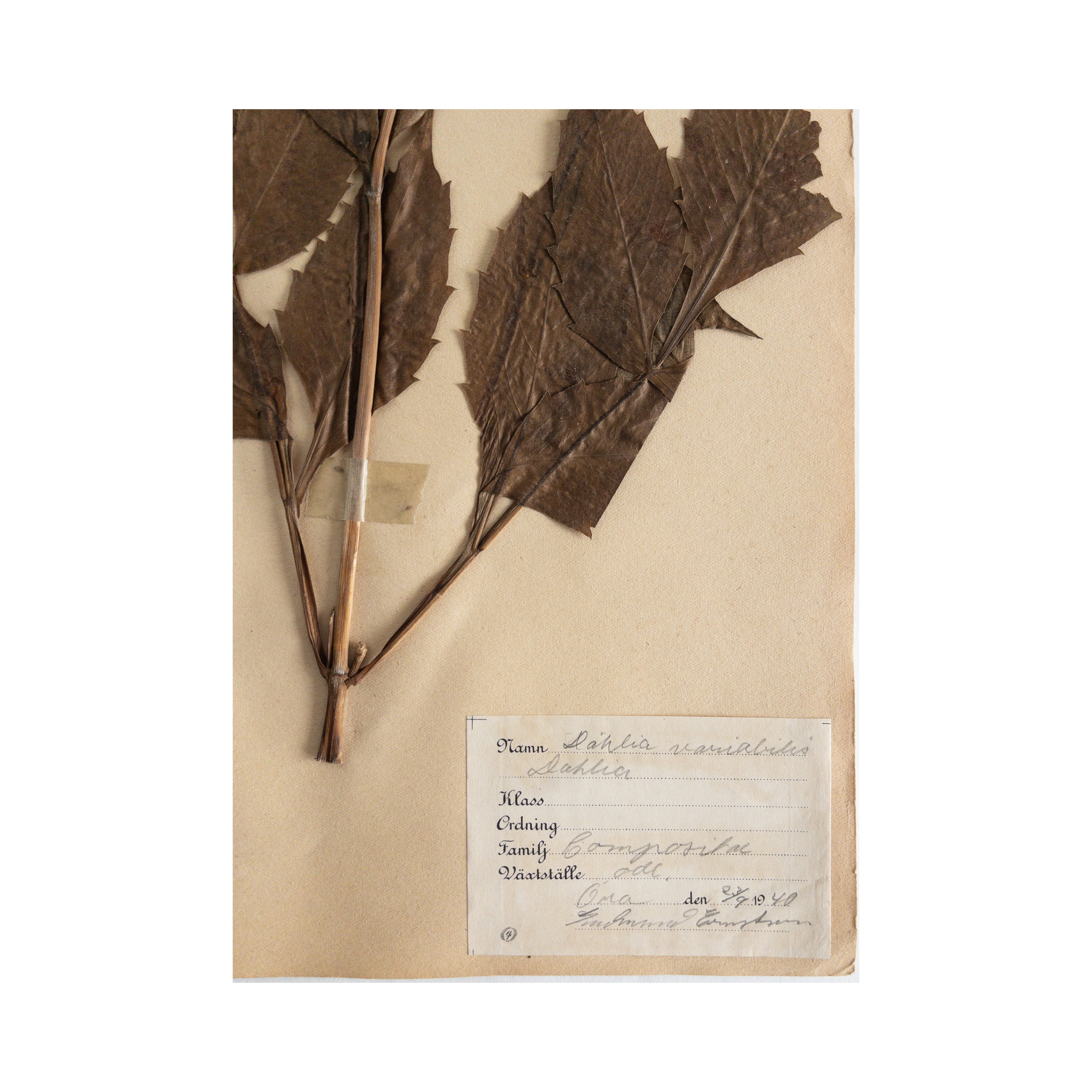 Herbarium Art I Pressed Flower I Dahlia.png