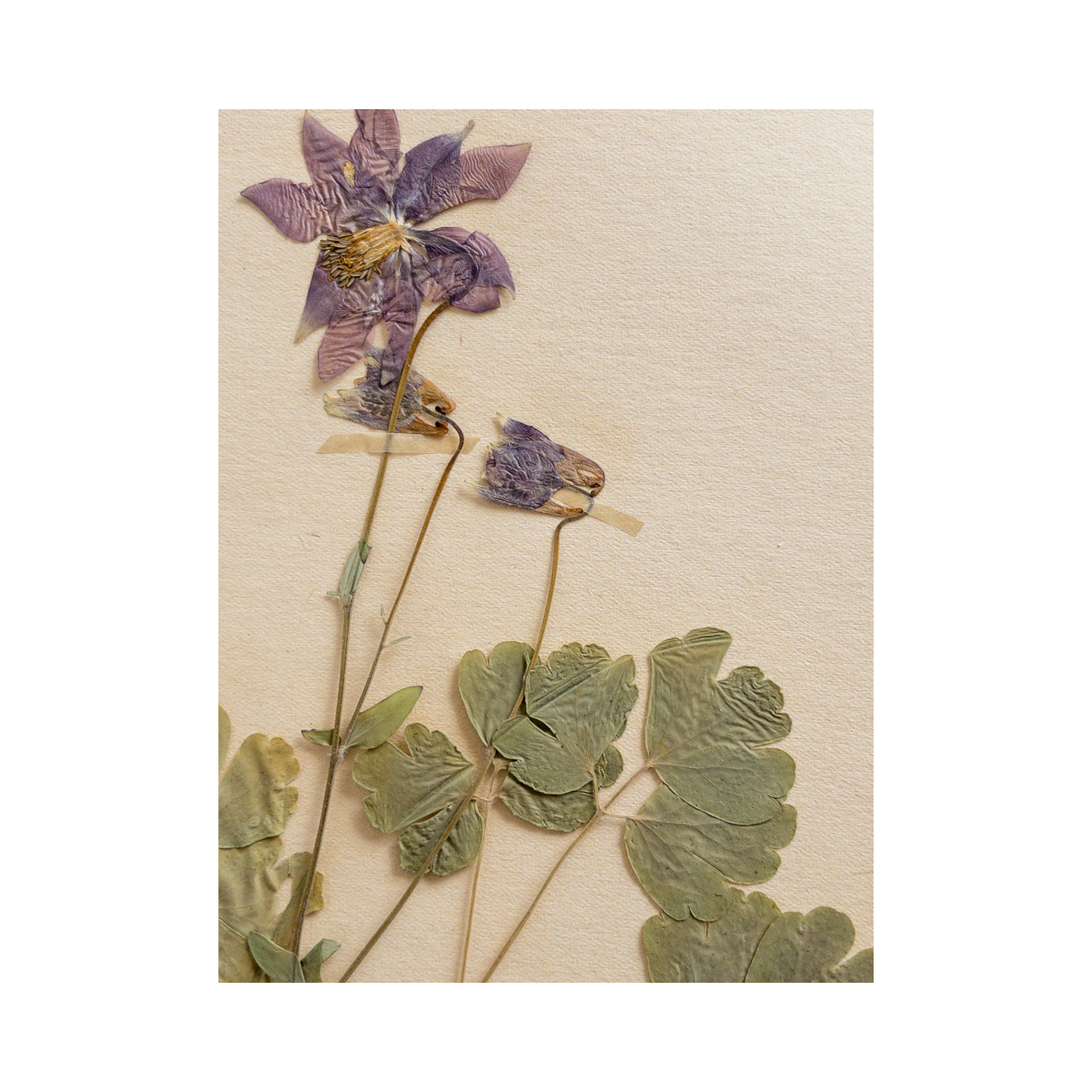 Ashley Holmes Design I Pressed Flower Art.png