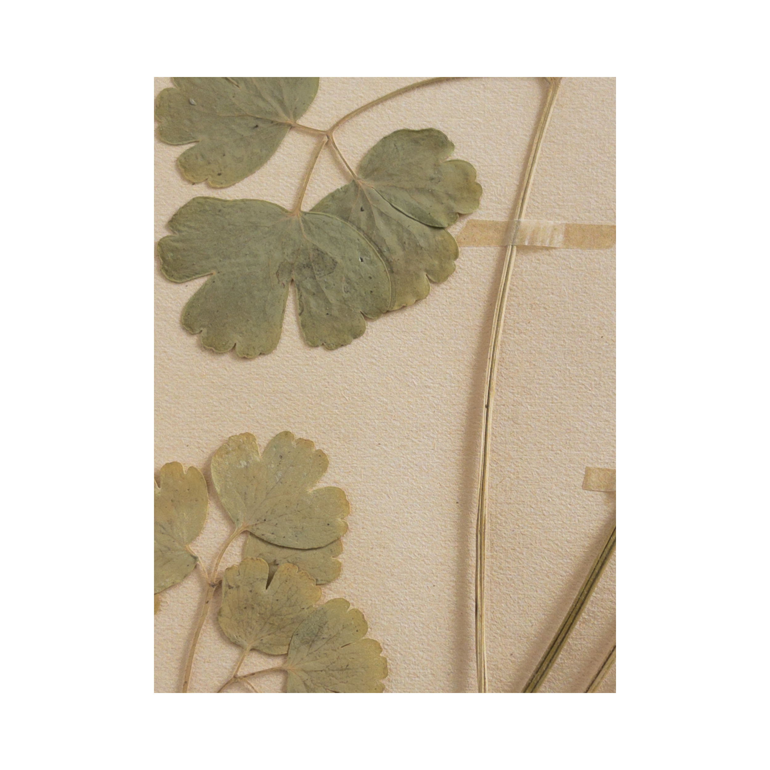 Vintage Swedish Herbarium .png