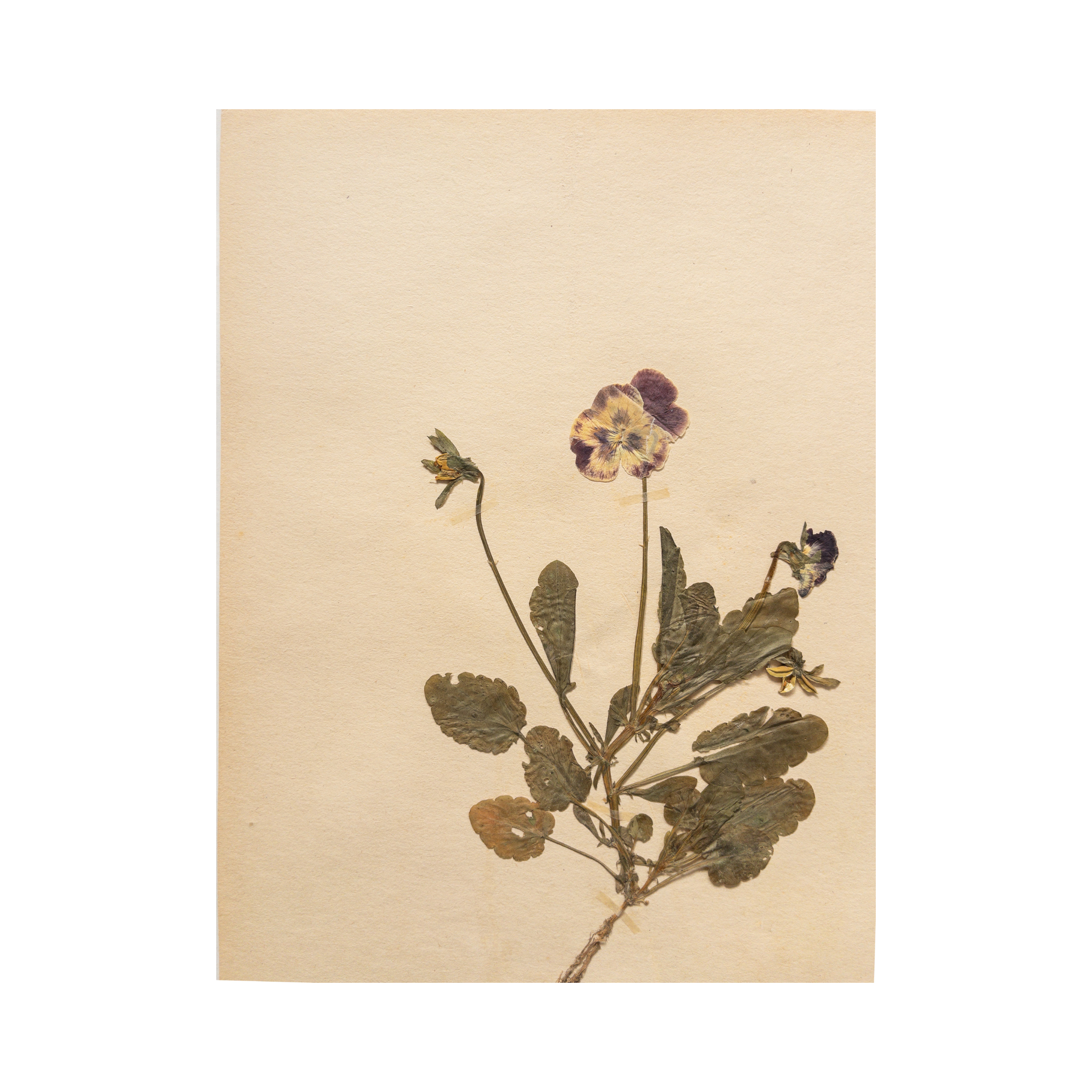 Pressed Flower Art I Herbarium I Ashley Holmes Design.png