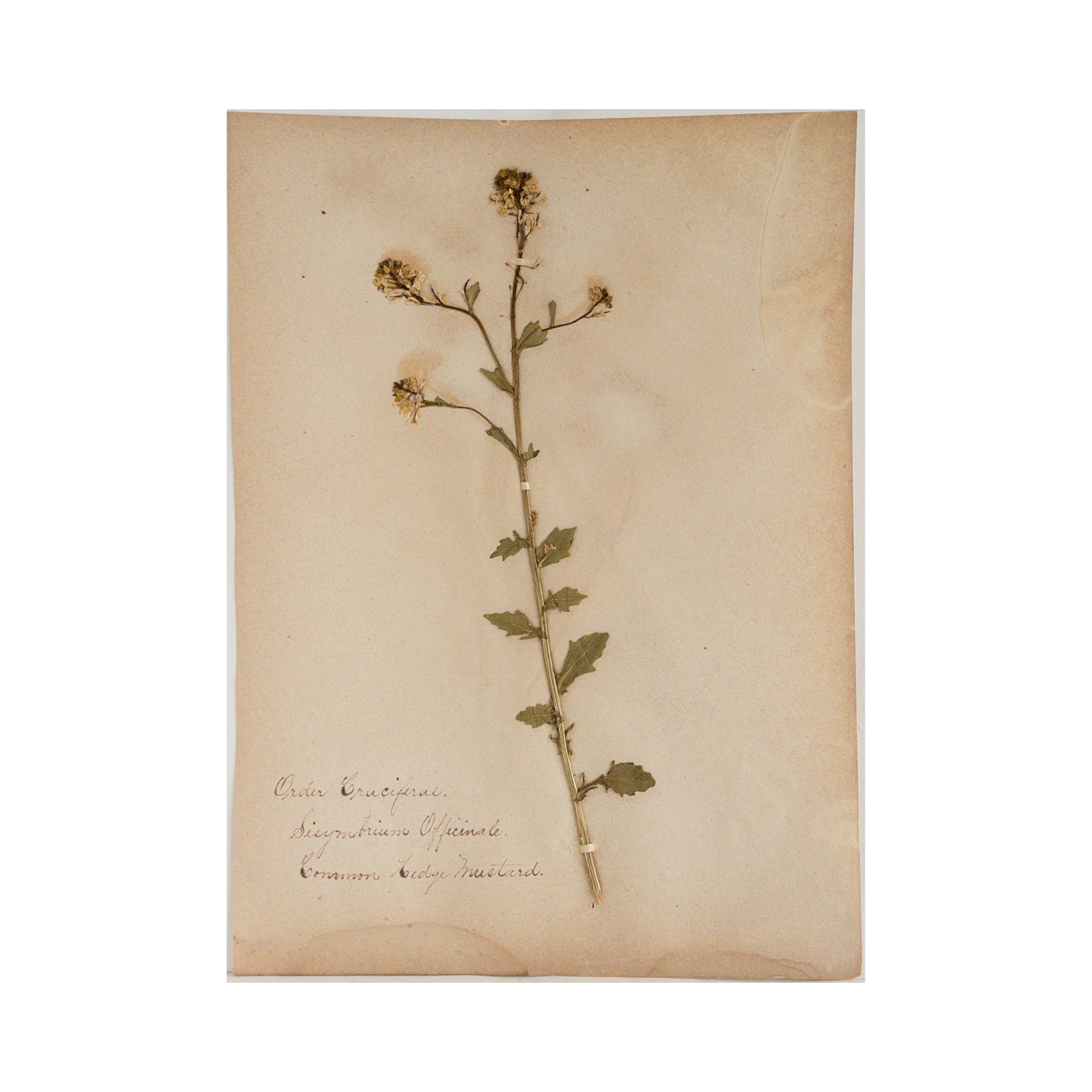 Ashley Holmes Design I Herbarium Art.png