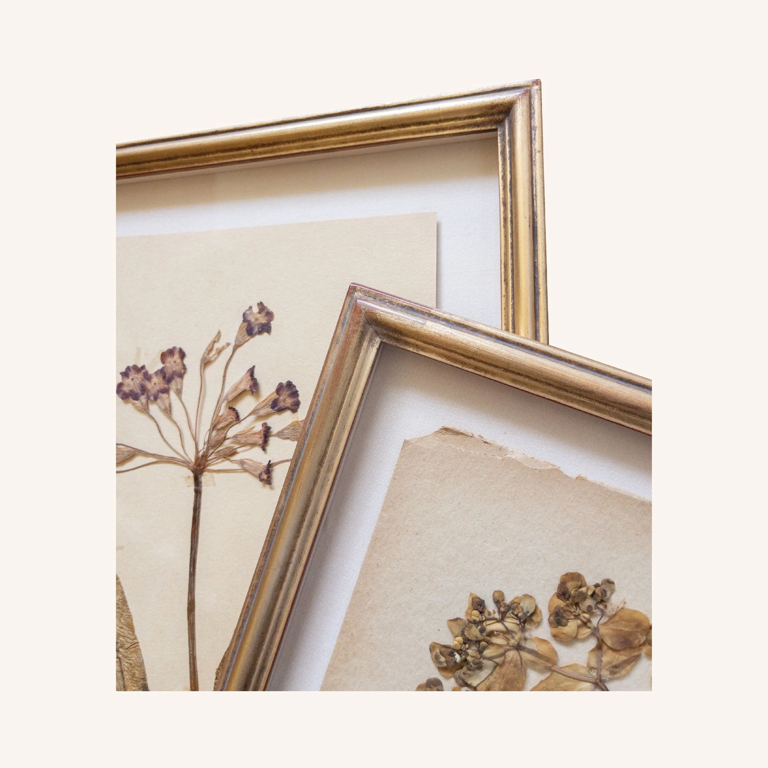 Ashley Holmes Design I Framed Herbarium Art.jpg