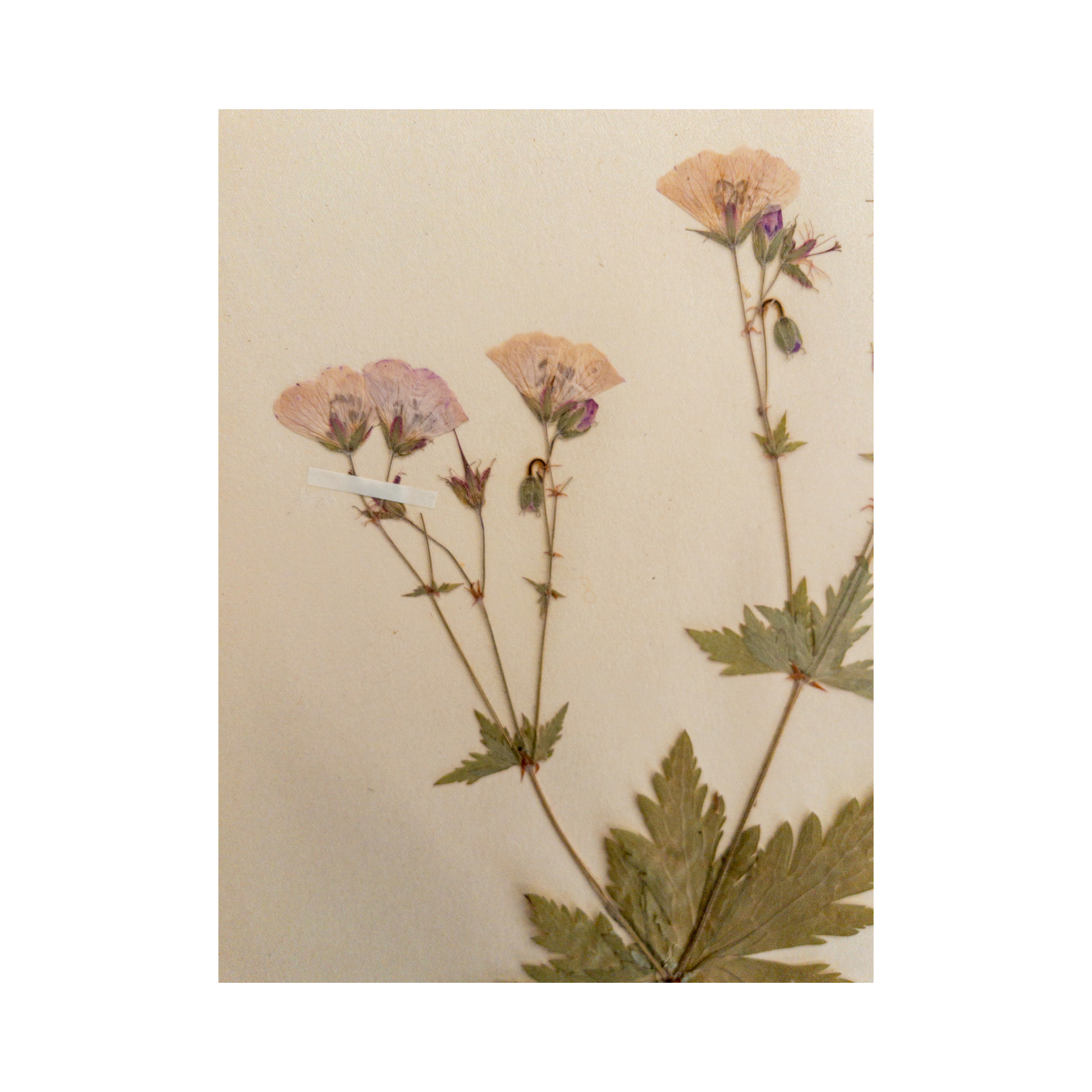 Ashley Holmes Design I Pressed Flower Art I Vintage I Wood Cranesbill.png