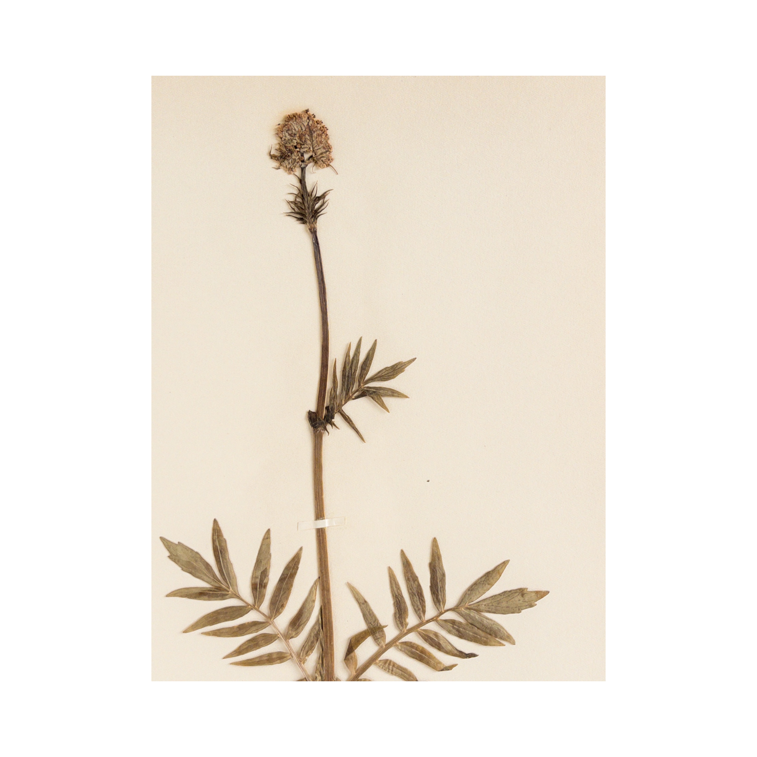 Antique pressed Flower Art I Herbarium .png