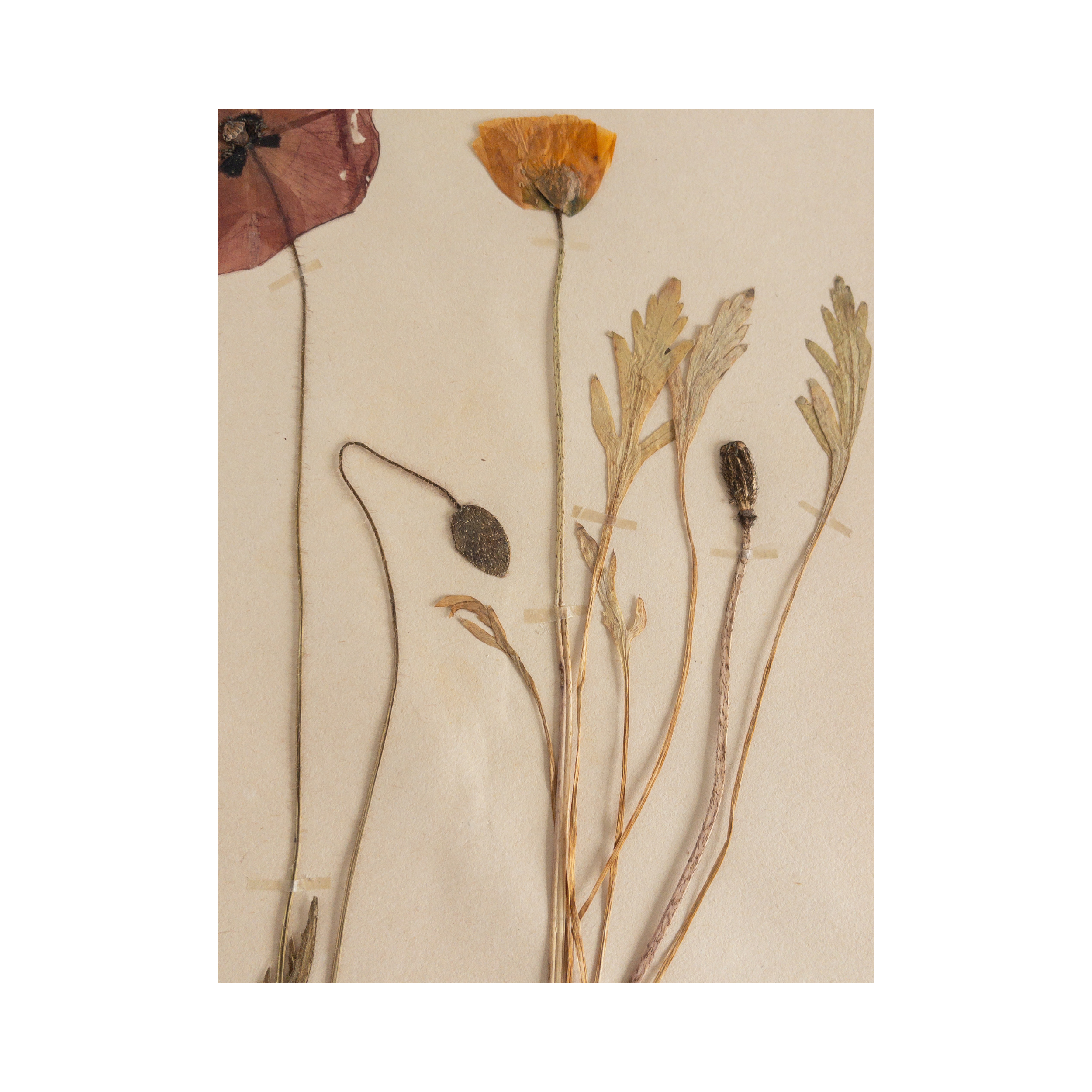 Herbarium I Poppy I Pressed Flower Art.png