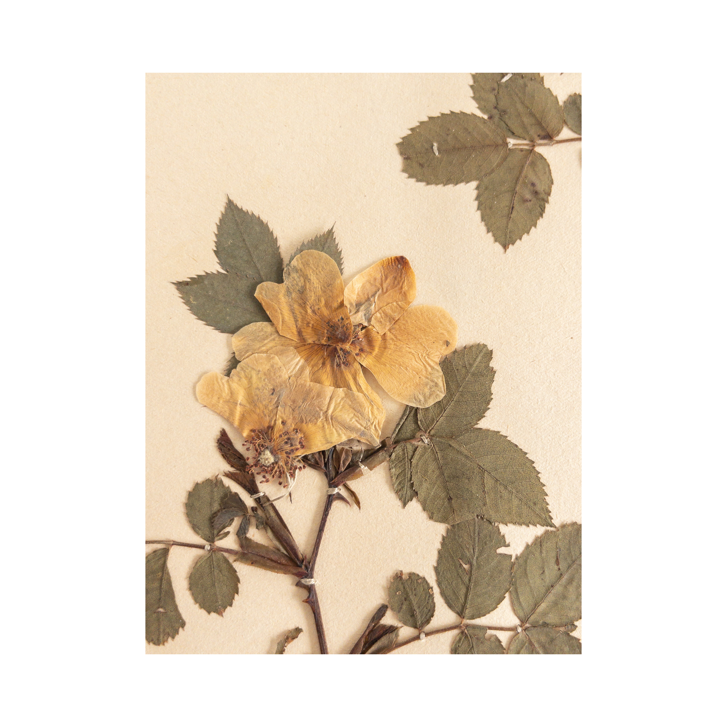 Ashley Holmes Design I Pressed Flower Art .png