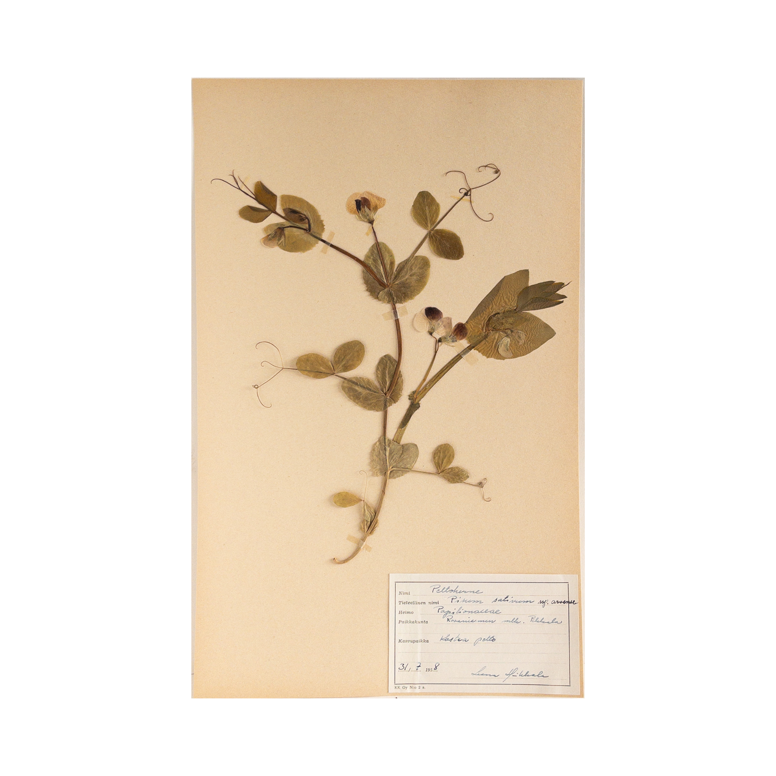 Vintage Finnish Herbarium - Field Pea, circa 1958