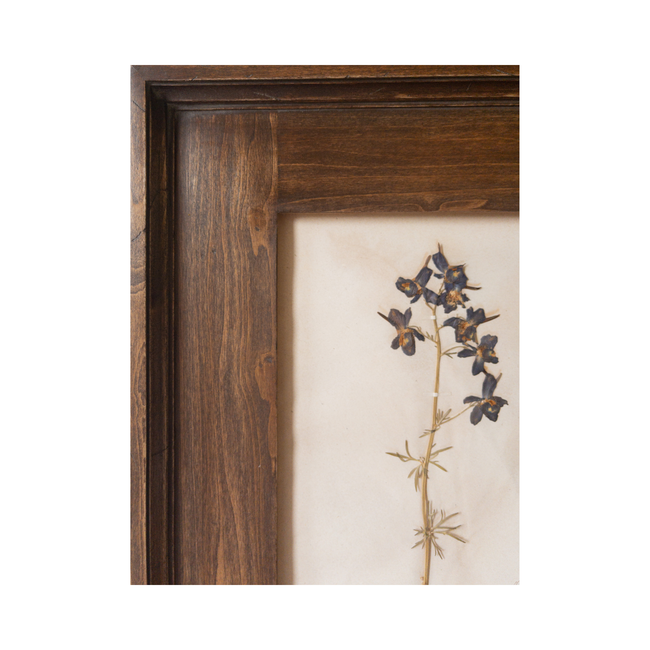 Ashley Holmes Design I Framed Antique Herbarium.png