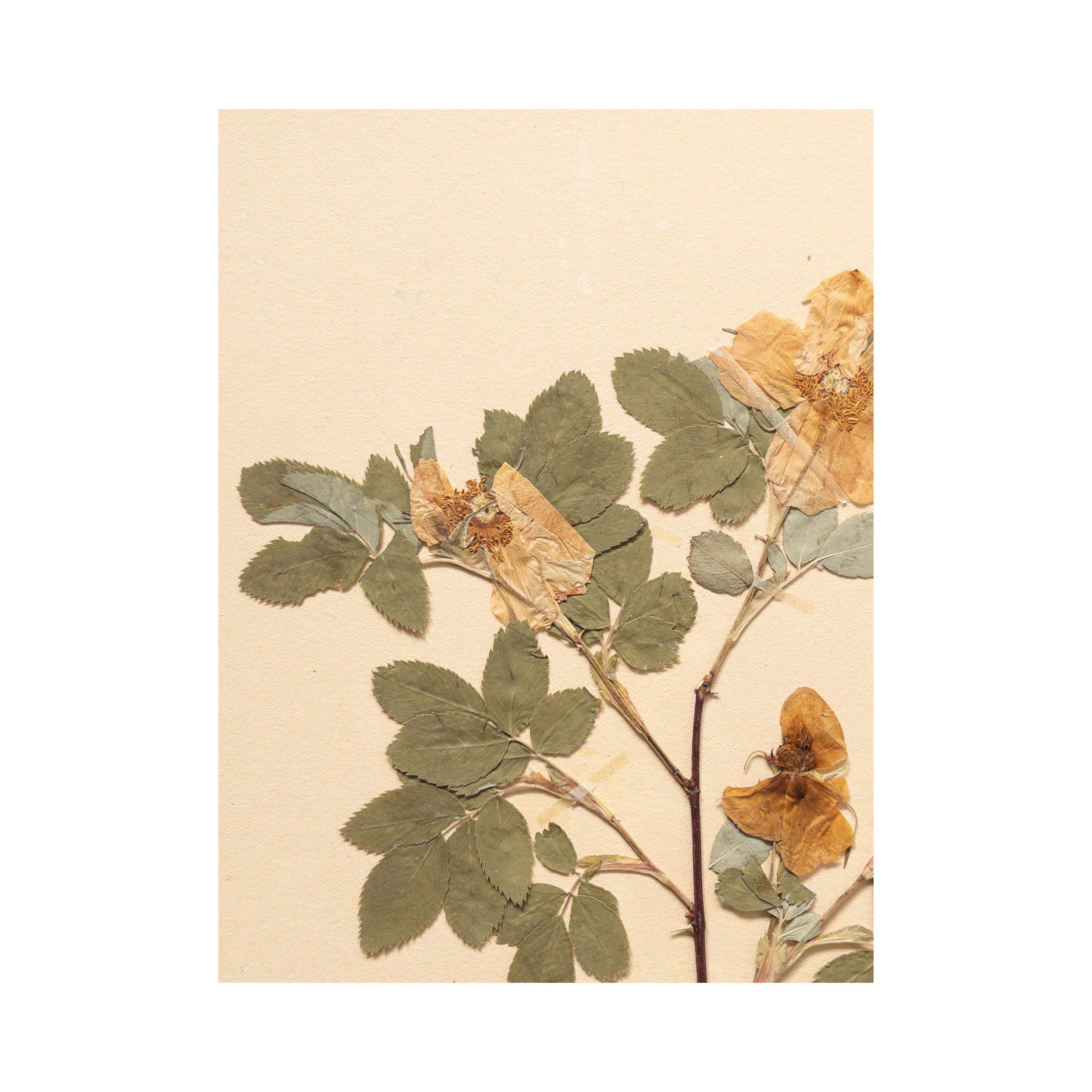 Ashley Holmes Design I Herbarium I Art I Pressed Flower.png