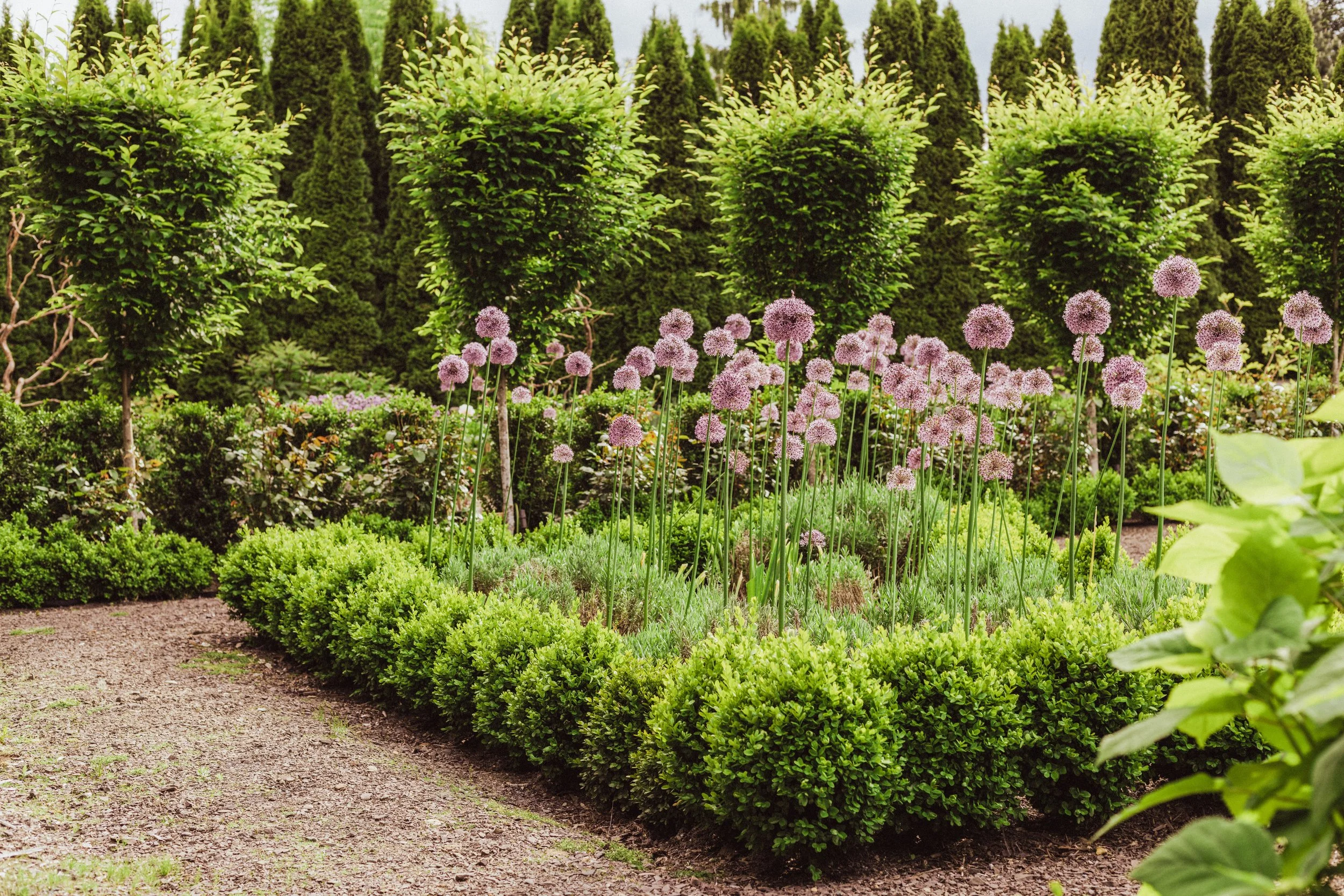 May... and the magnificent Alliums