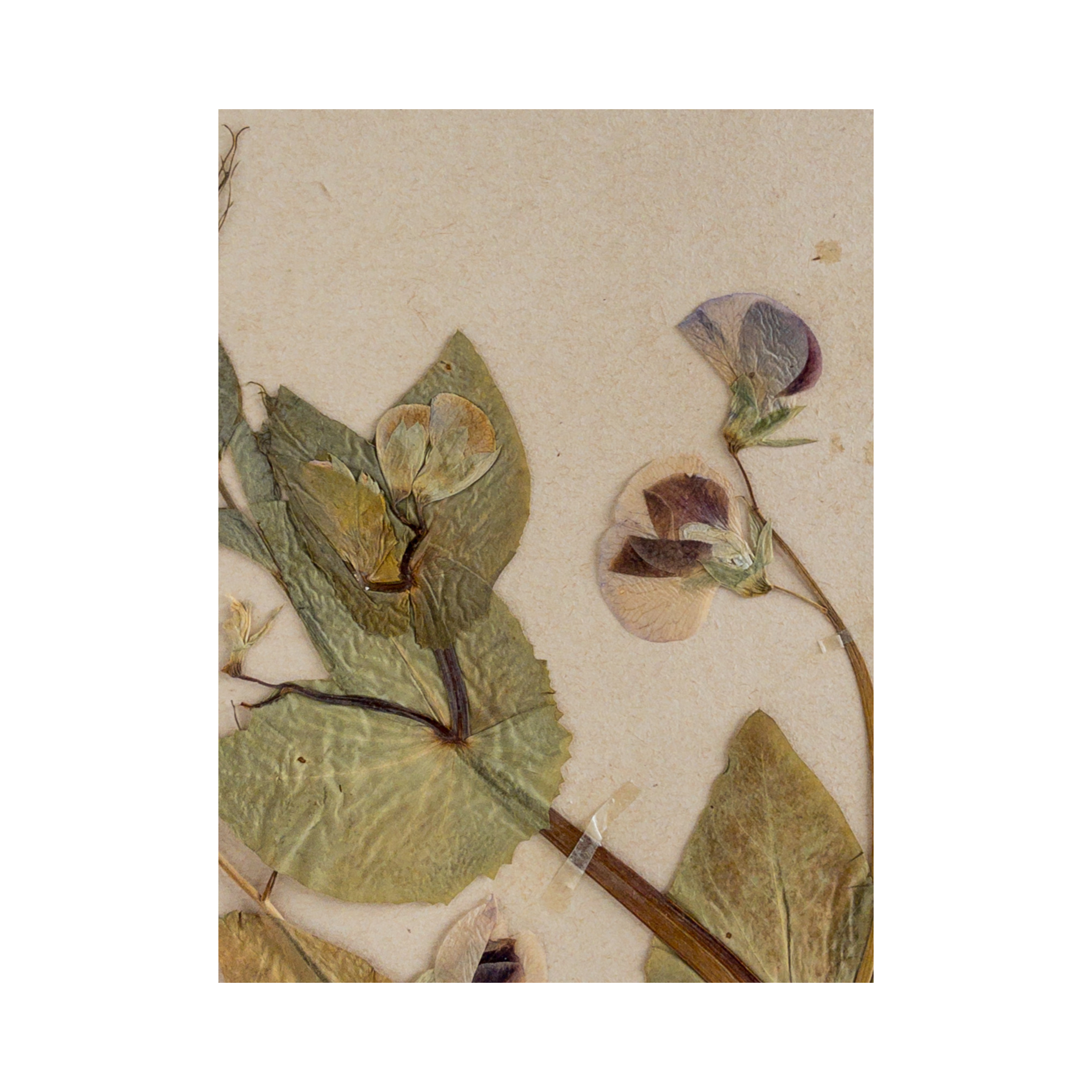 Vintage Herbarium I Ashley Holmes Design.png