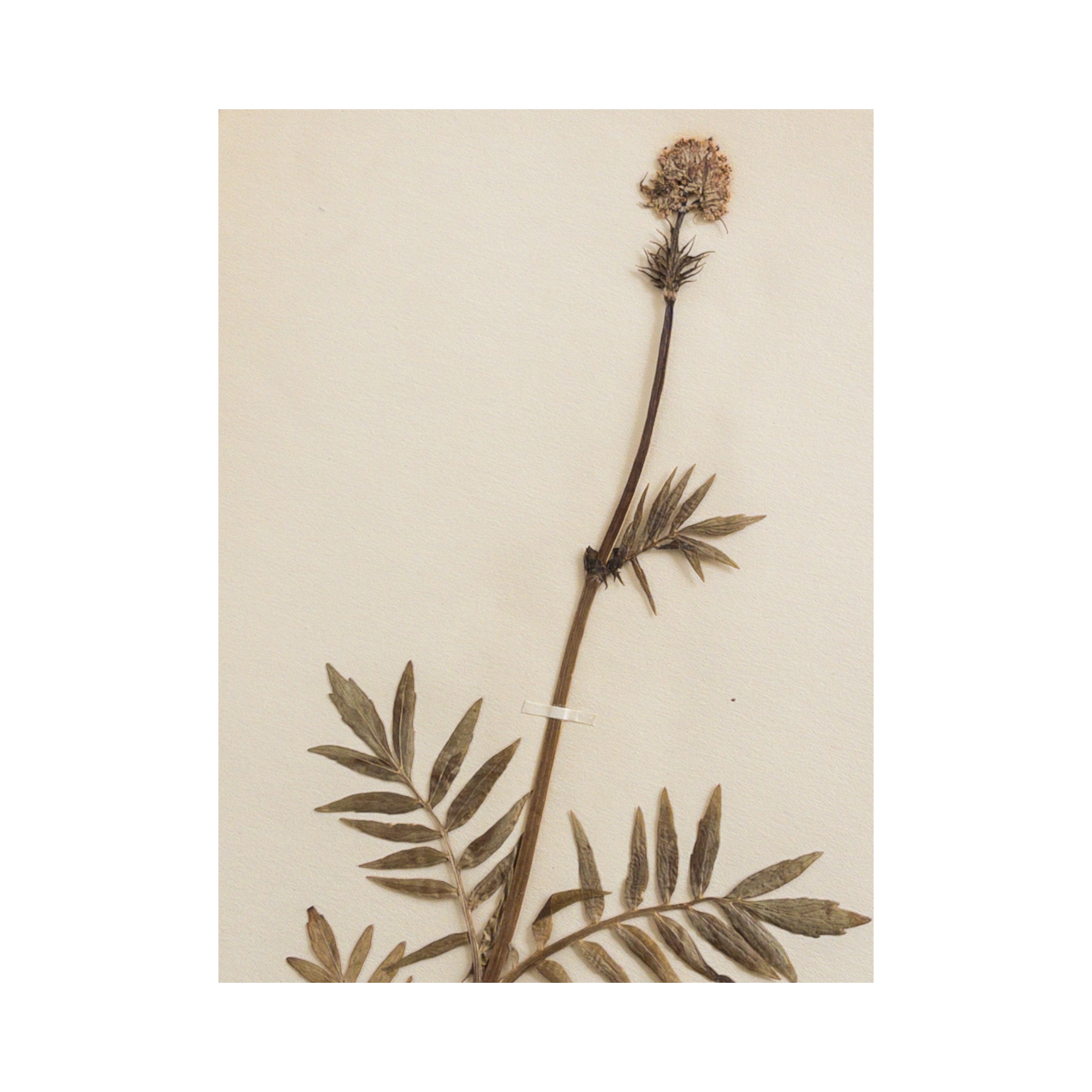 Pressed flower Art I Ashley Holmes Design .png