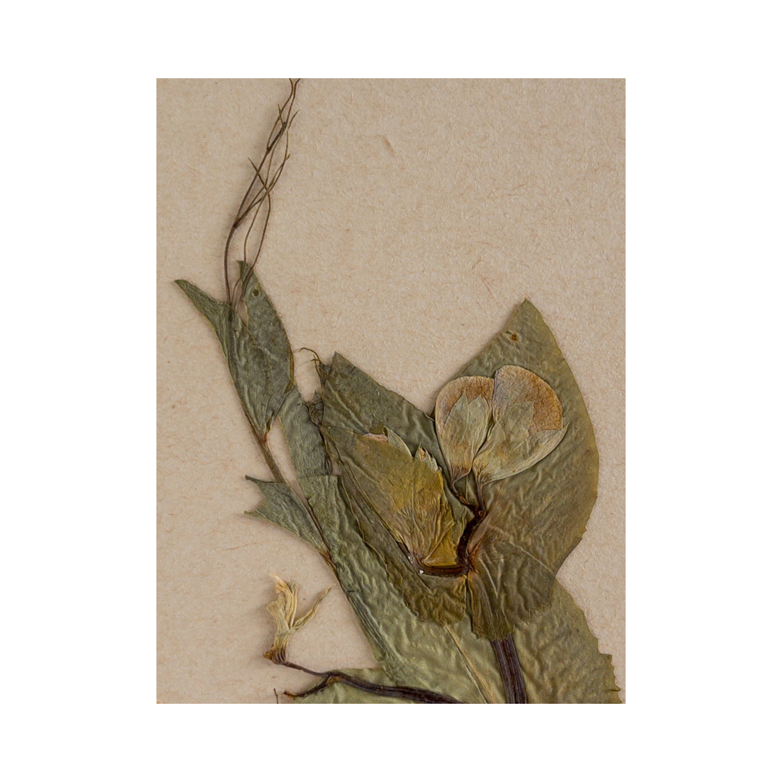 Field Pea I Ashley Holmes Design.png