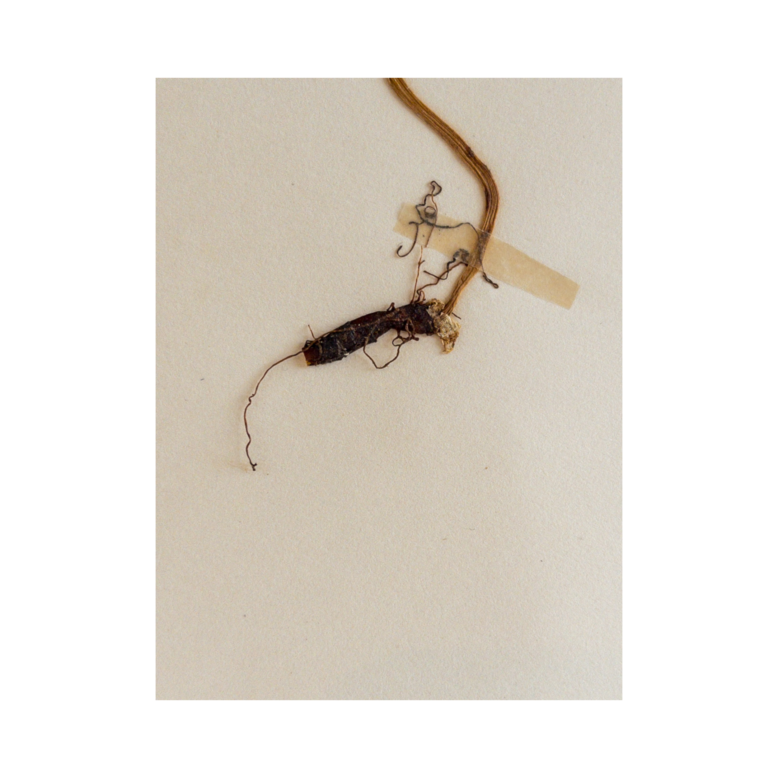 Ashley Holmes Design I HErbarium.png