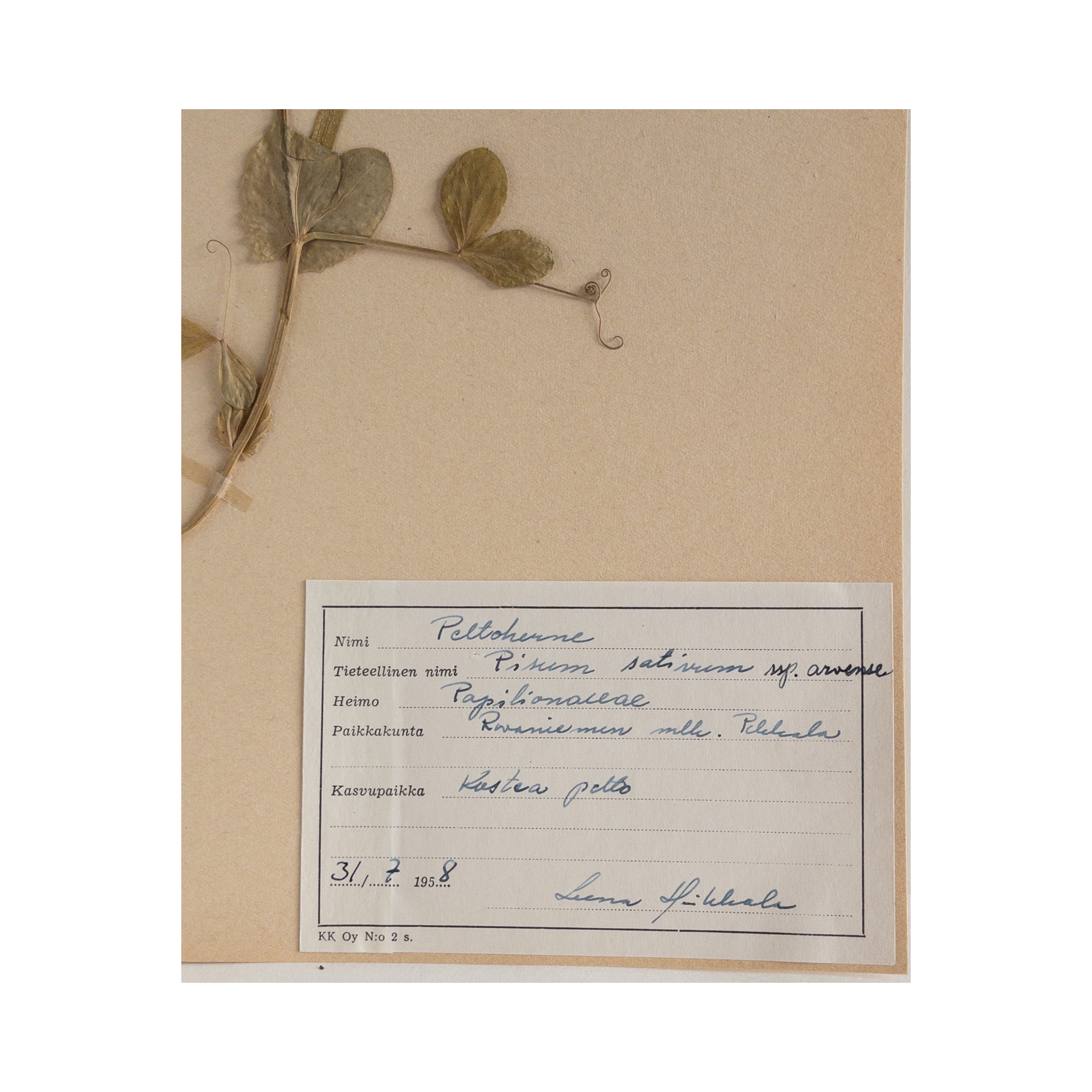 Ashley Holmes Design I Herbarium Framed Art.png