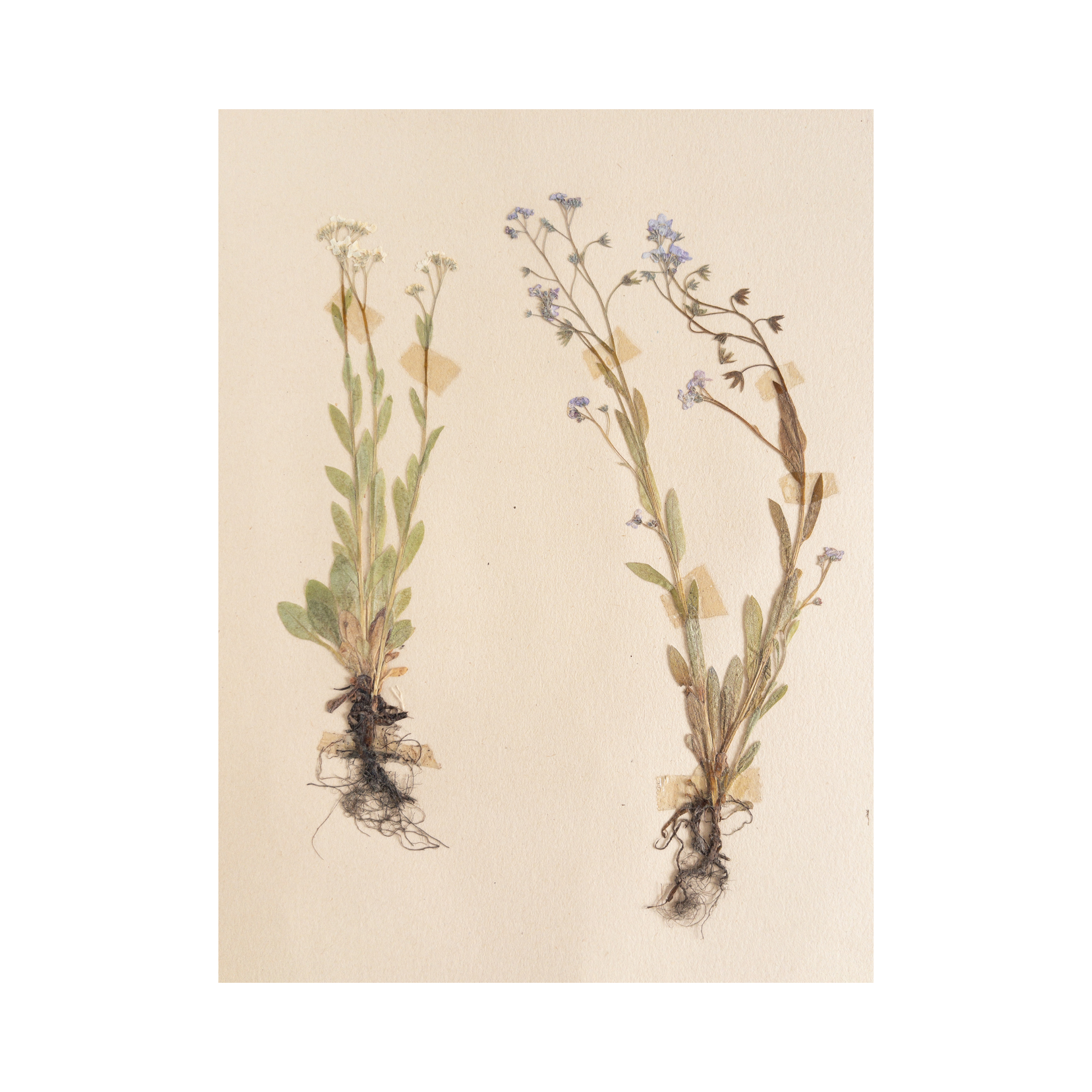 Herbarium Art I Pressed Flower I Forget me Not.png