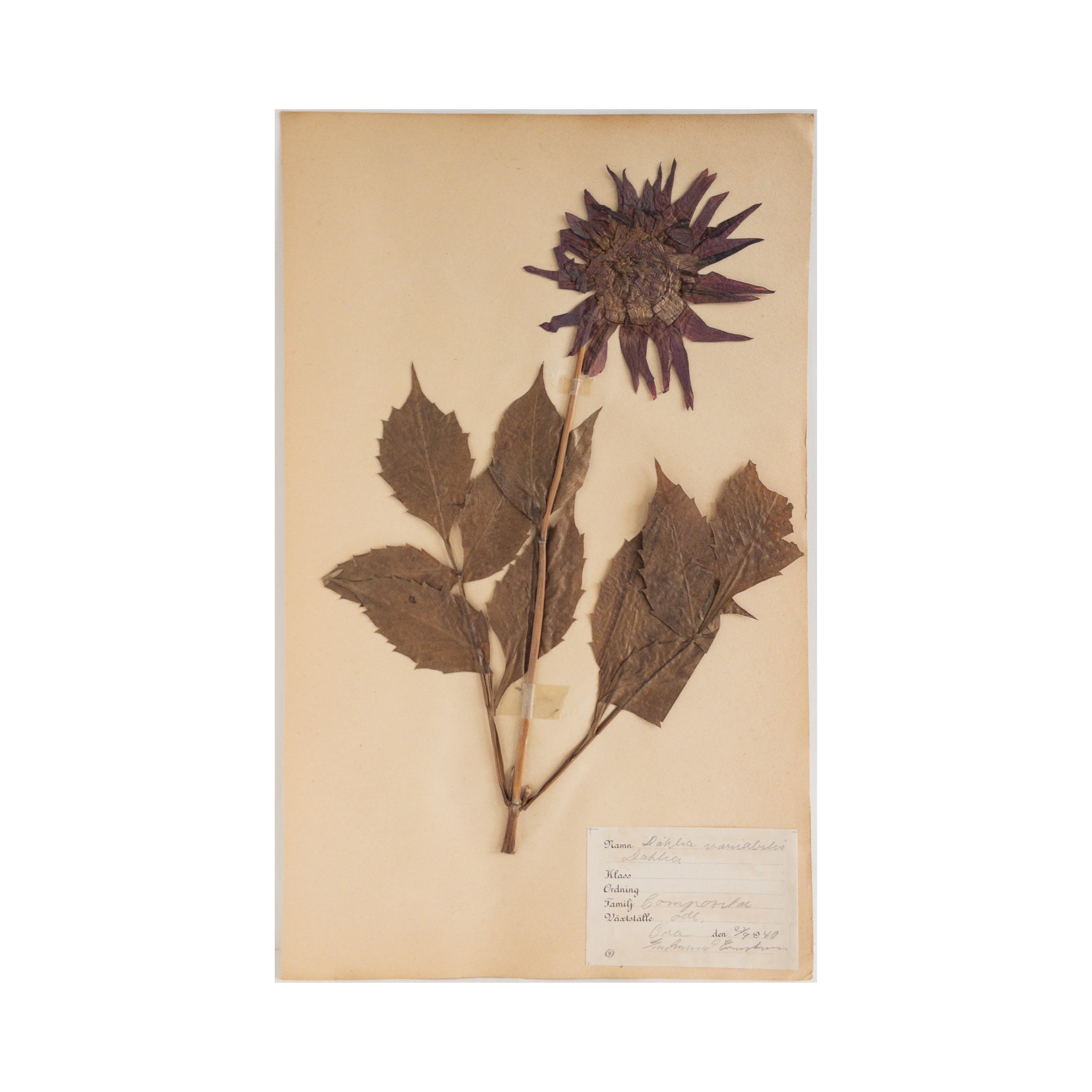 Vintage Swedish Herbarium - Dahlia, circa 1940