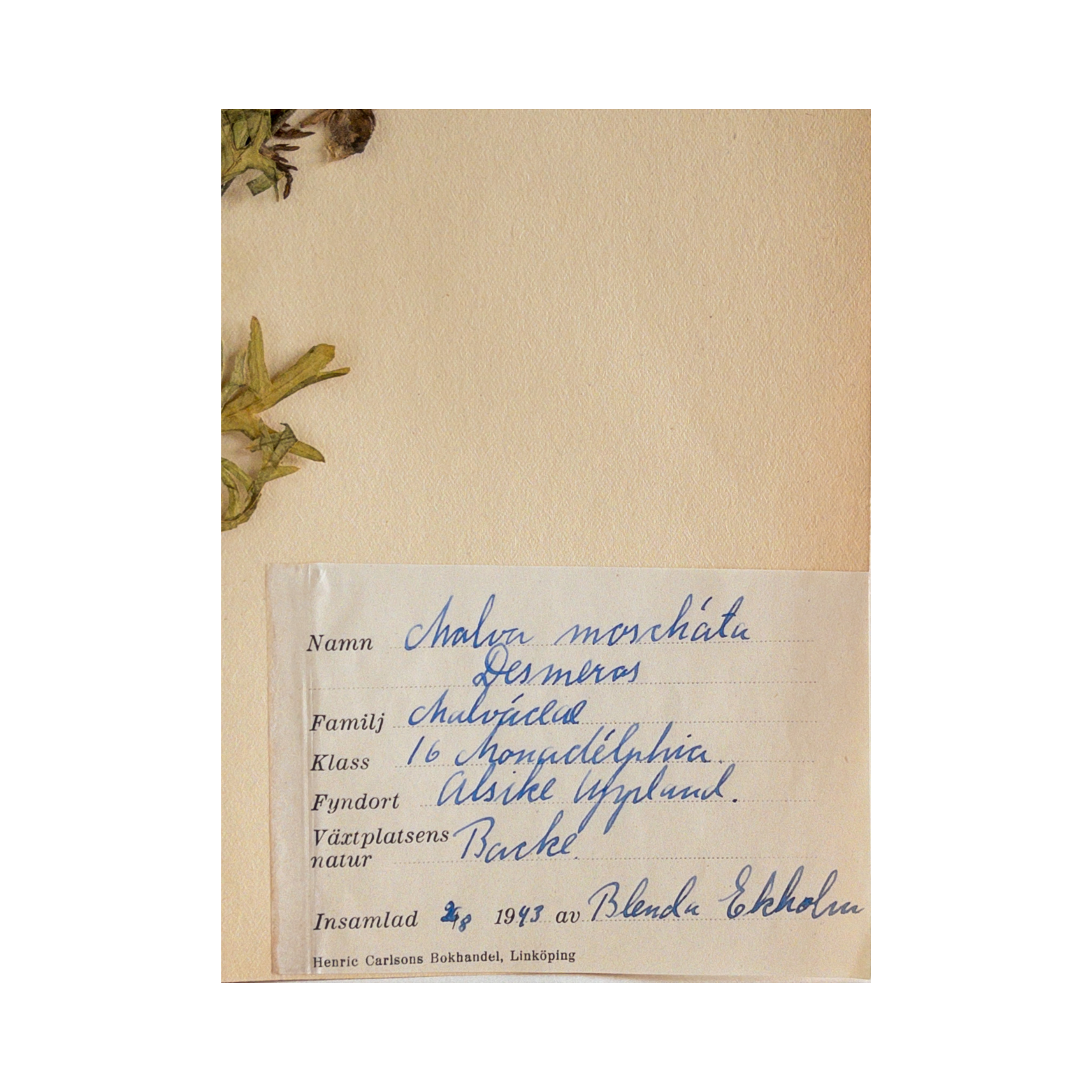 Ashley Holmes Design I Pressed Flower Herbarium.png