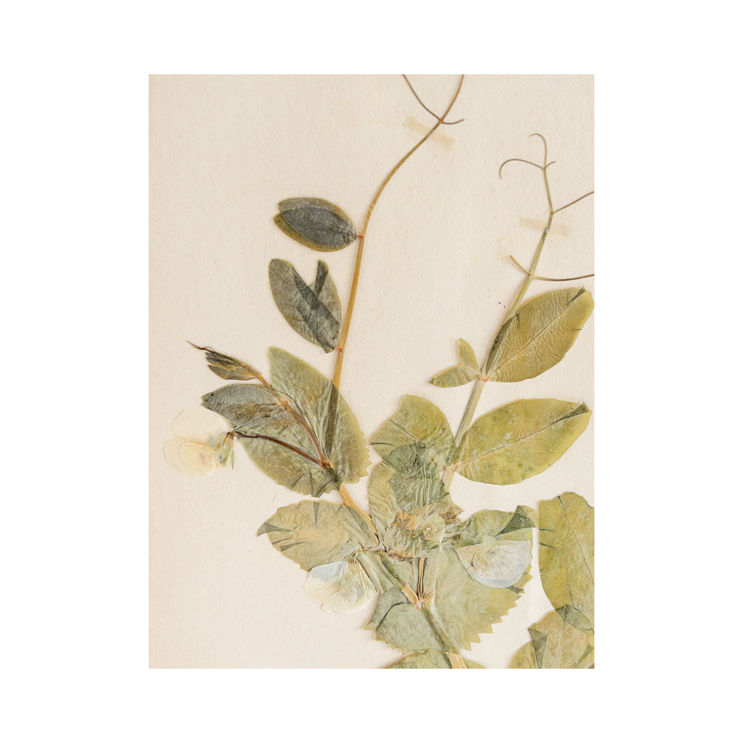 Ashley Holmes Design I Garden Pea I Herbarium I Pressed Flower.png