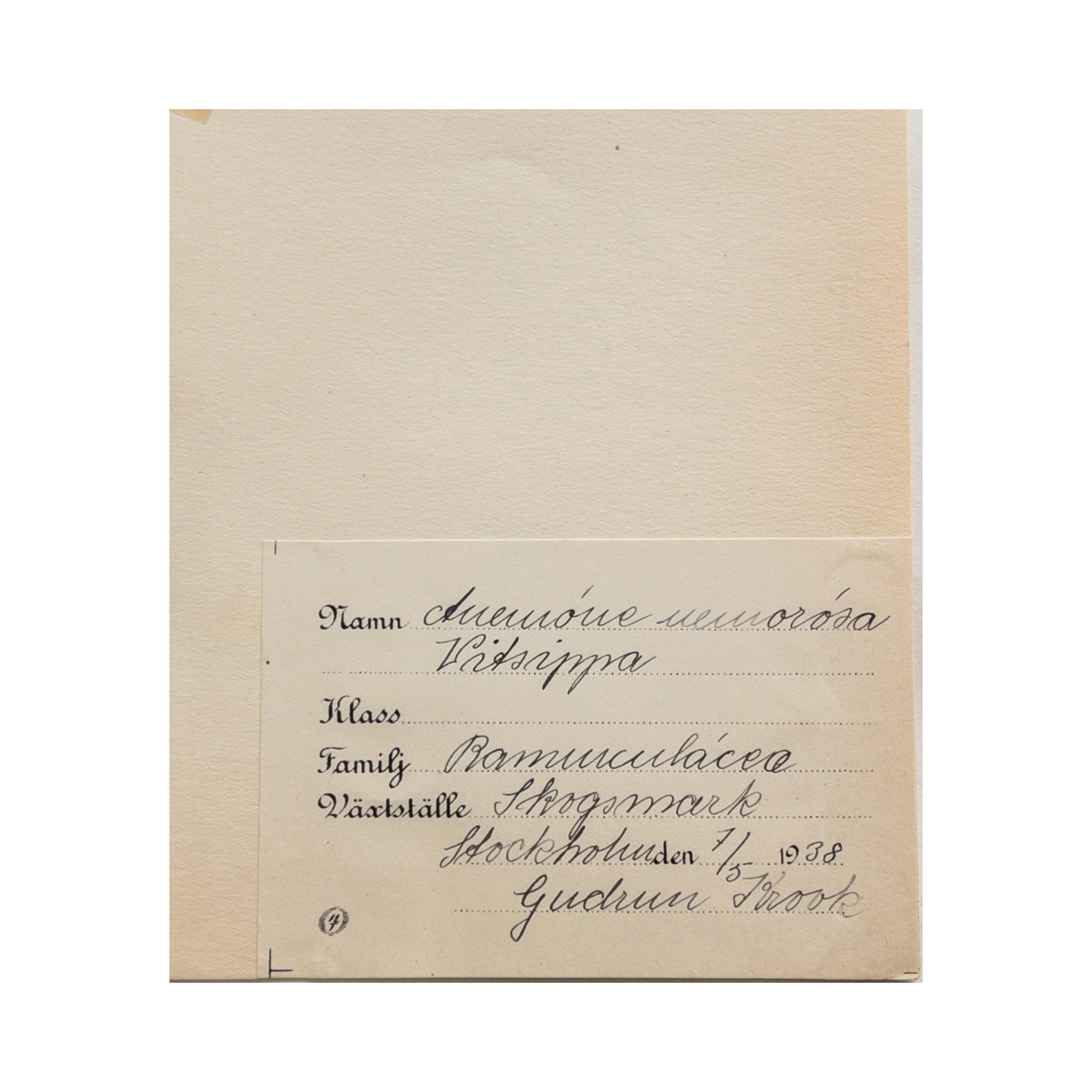 Pressed Flower Art I Vintage Herbarium I Ashley Holmes Design .png