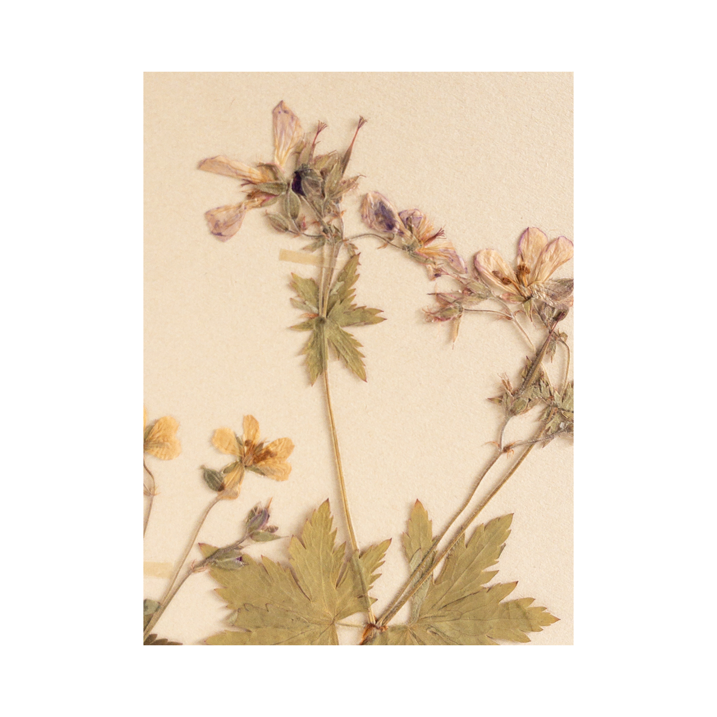 Herbarium I Framed Pressed Flower .png
