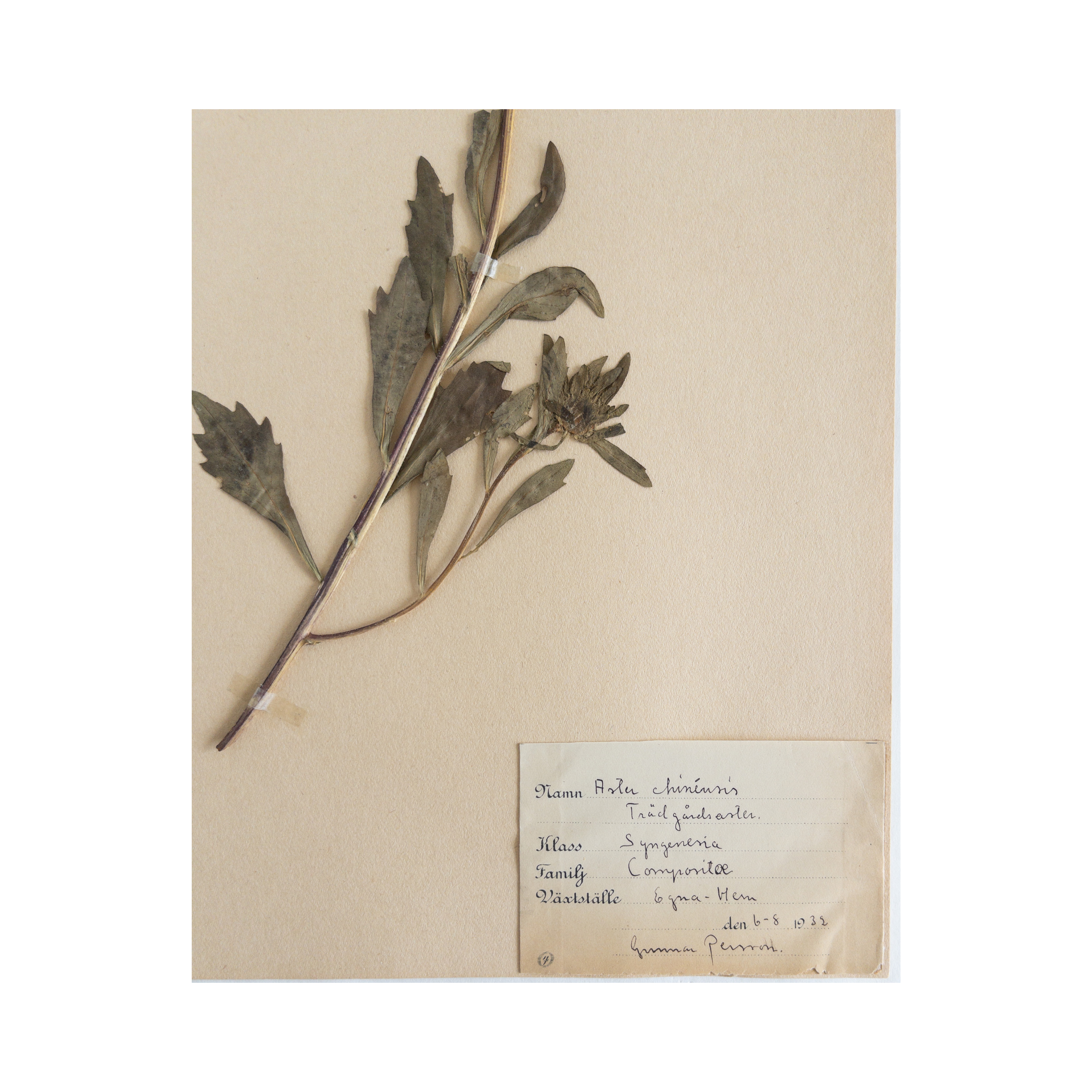 Pressed Flower Art I Aster.png