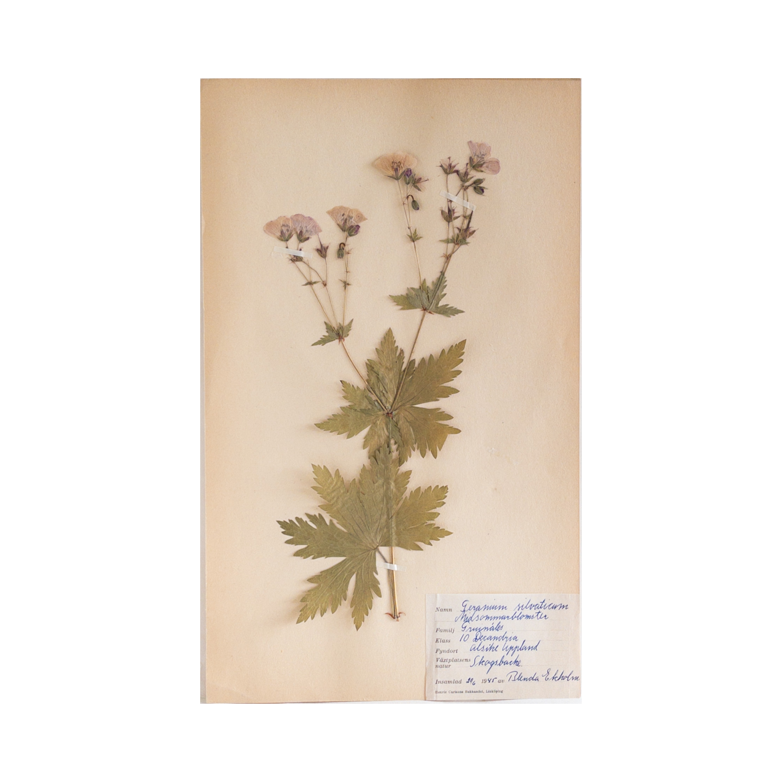 Vintage Swedish Herbarium - Geranium silvaticum ~ Wood Cranesbill, circa 1945