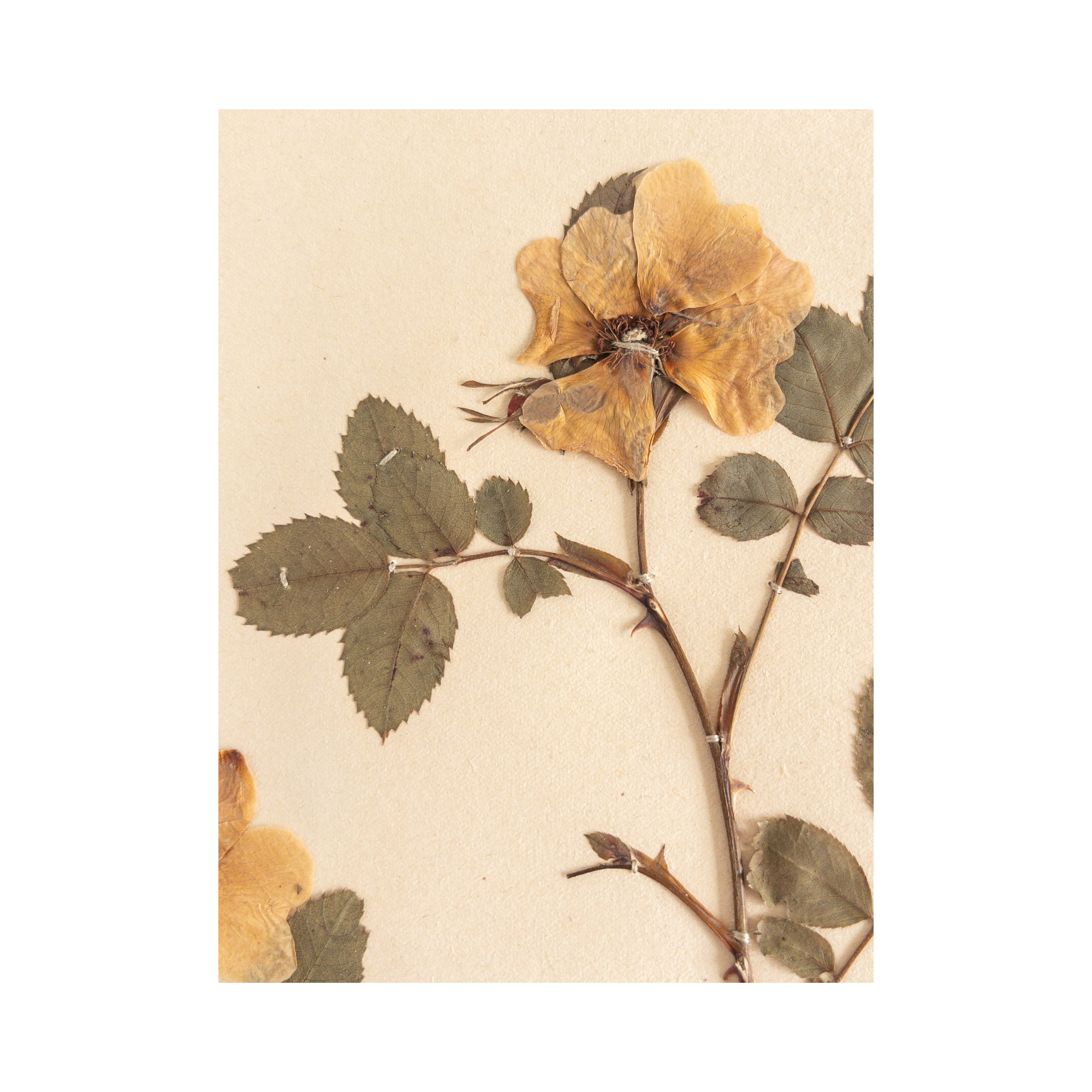 Dog Rose I Herbarium Art I Vintae pressed flower.png