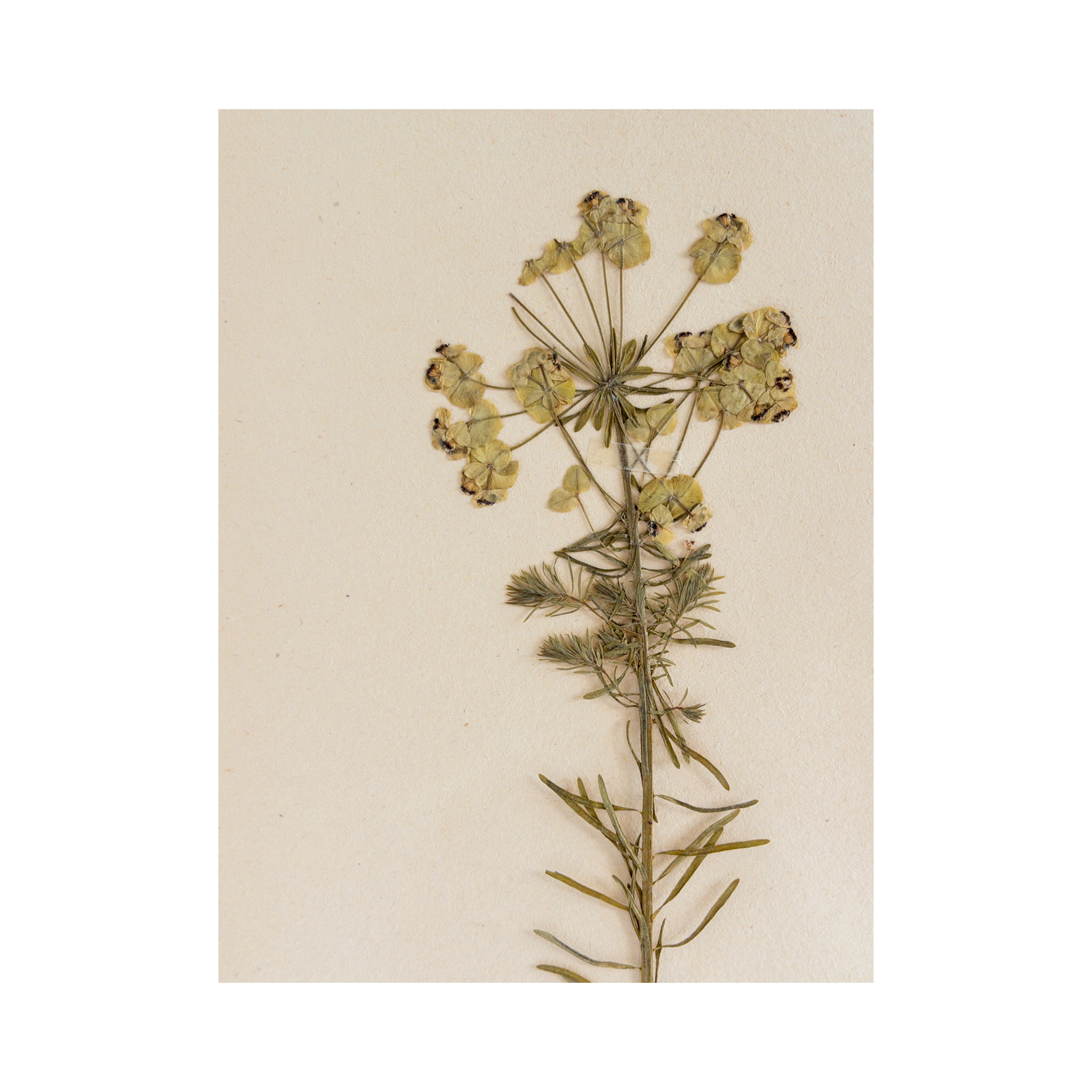 Ashley Holmes Design I Herbarium Framed Art I Pressed Flower.png
