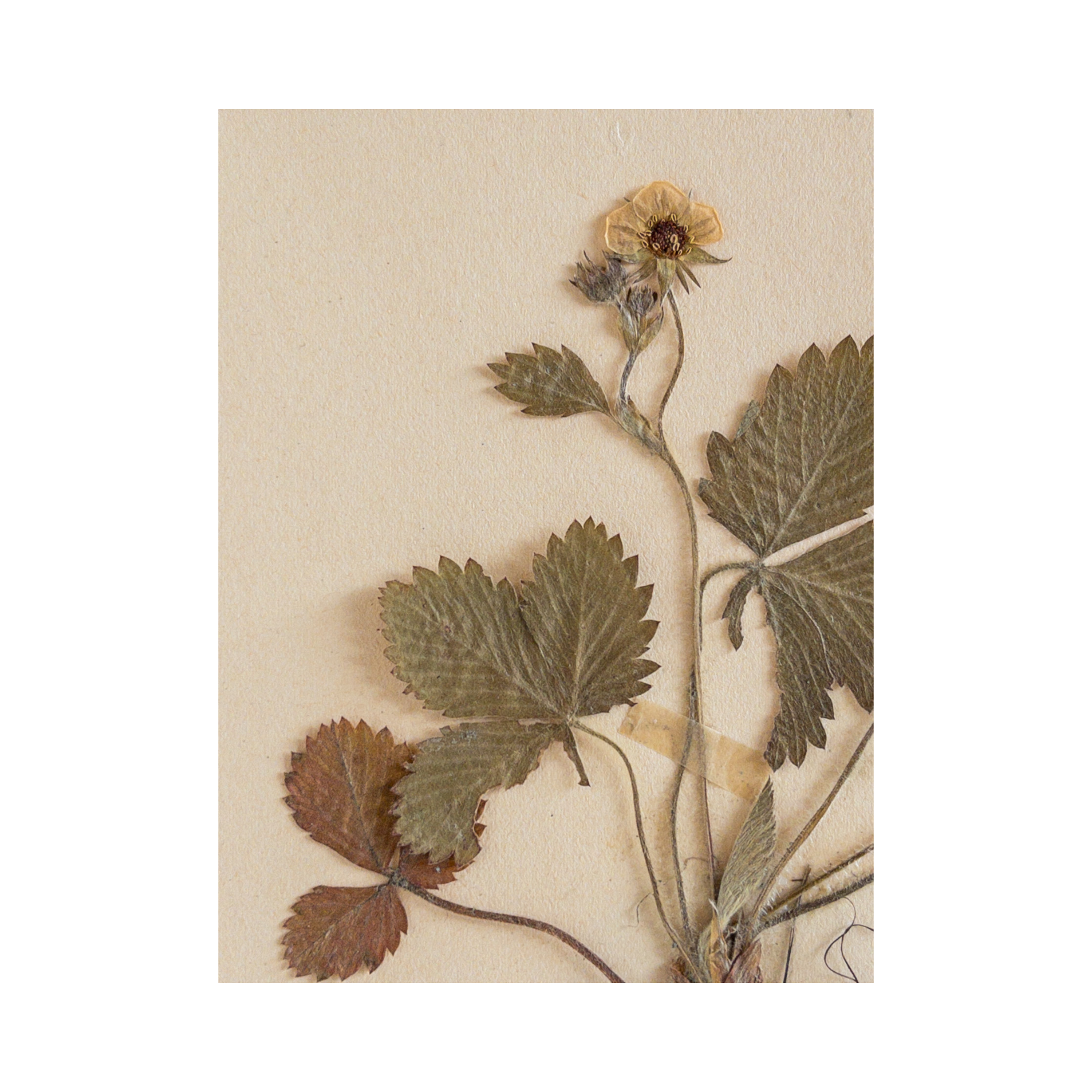Pressed Flower Art I Swedish Herbarium.png