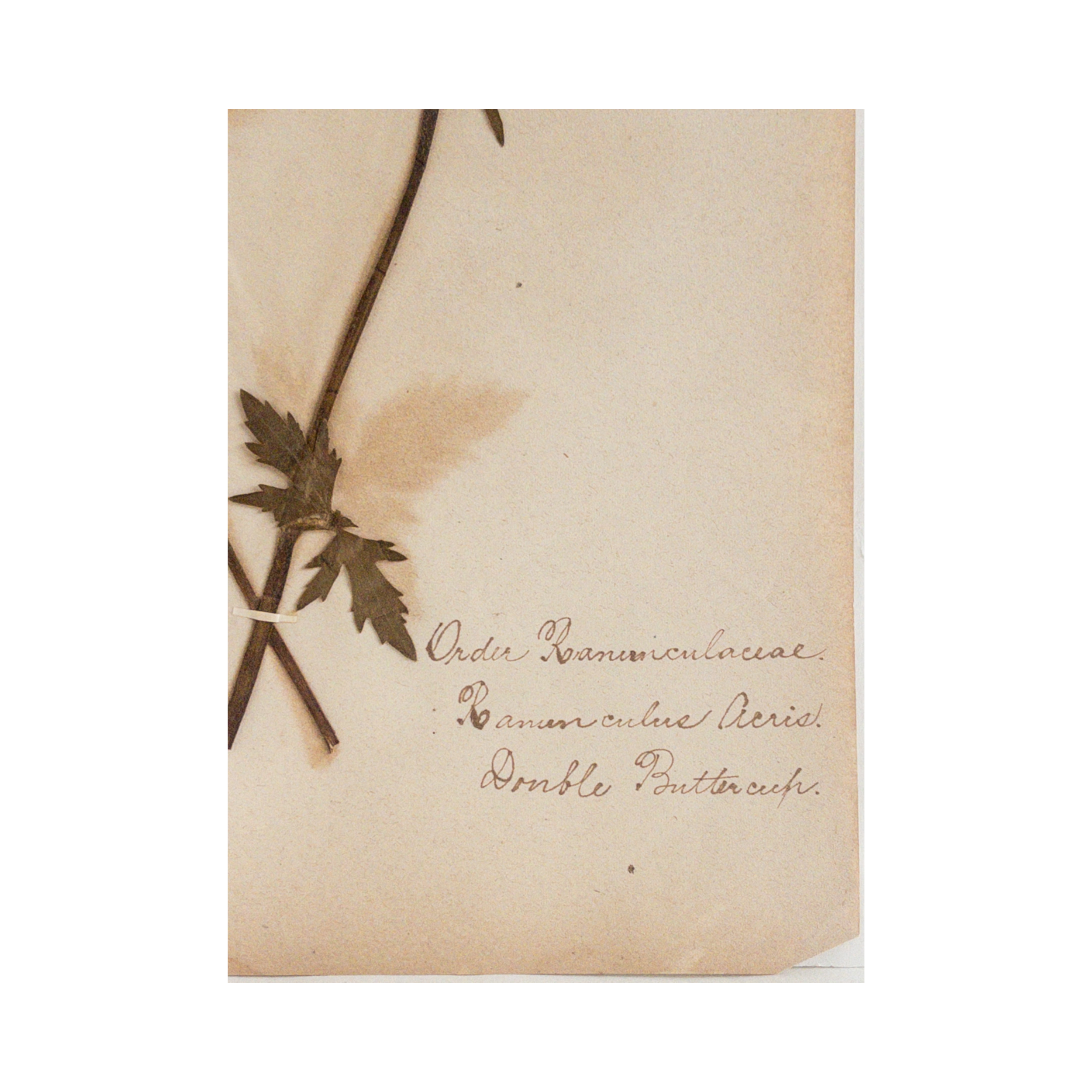Ashley Holmes Design I Vintage Herbarium .png
