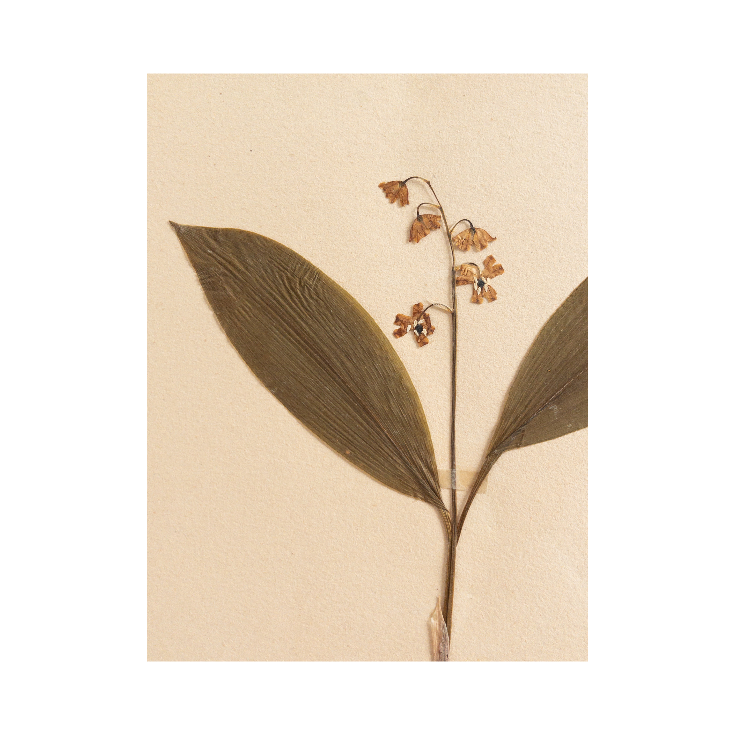 Pressed Flower Art I Herbarium .png