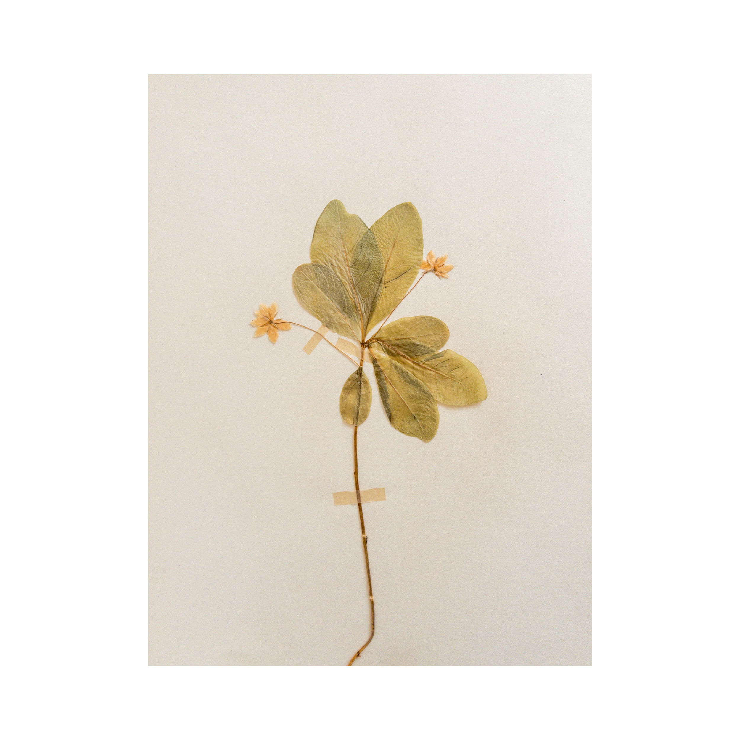 Herbarium I Pressed Flower Art I Ashley Holmes Design.png