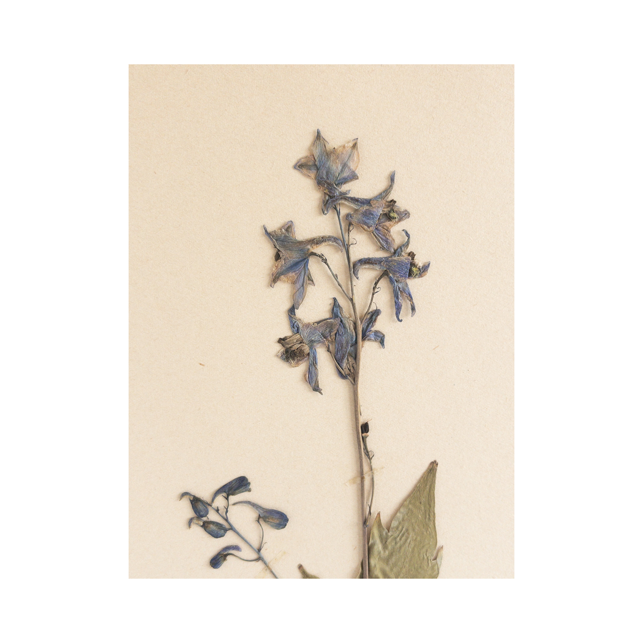 Herbarium-Pressed-Flower-Ashely-Holmes-Design.png