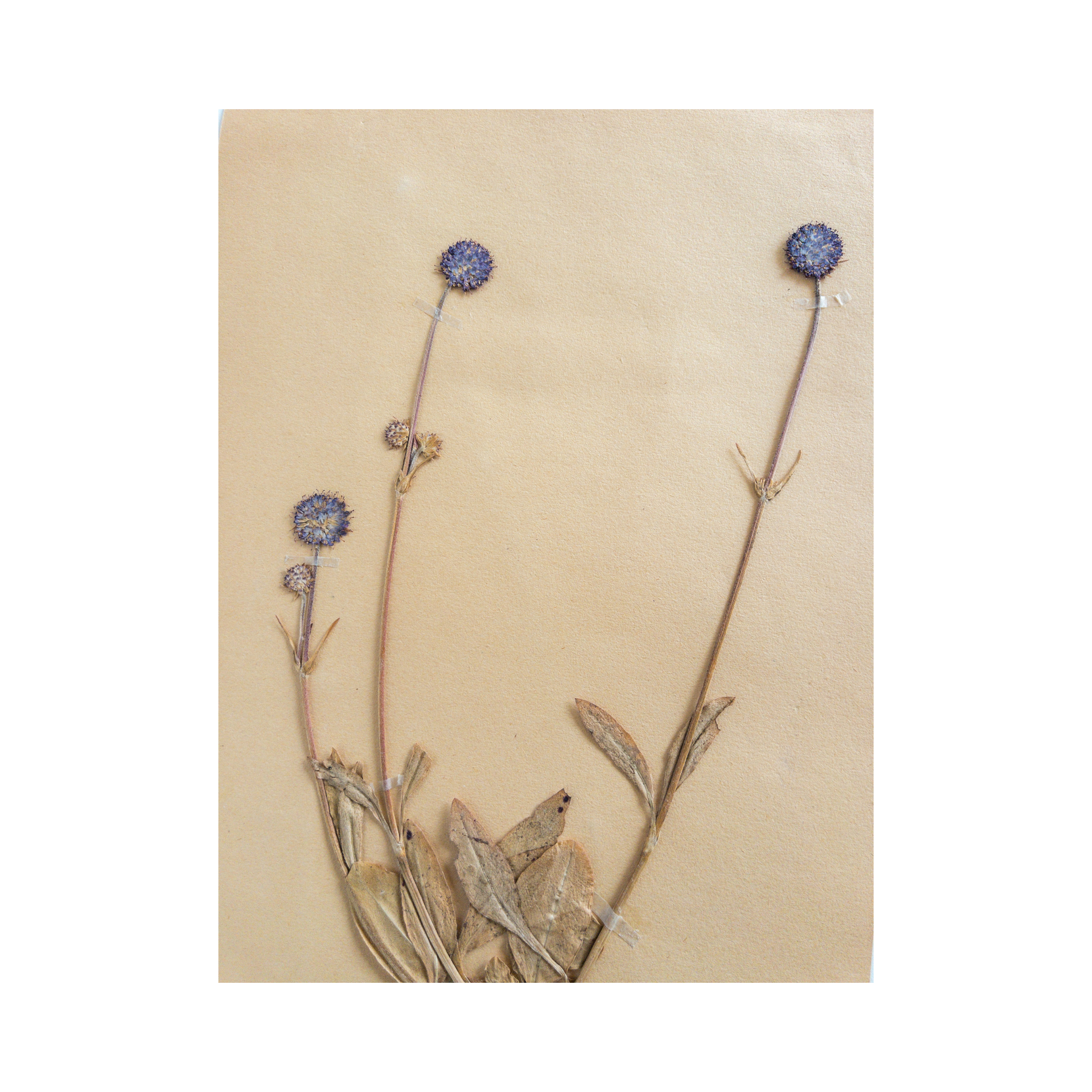Ashley Holmes Design I Pressed Flower Herbarium Art.png