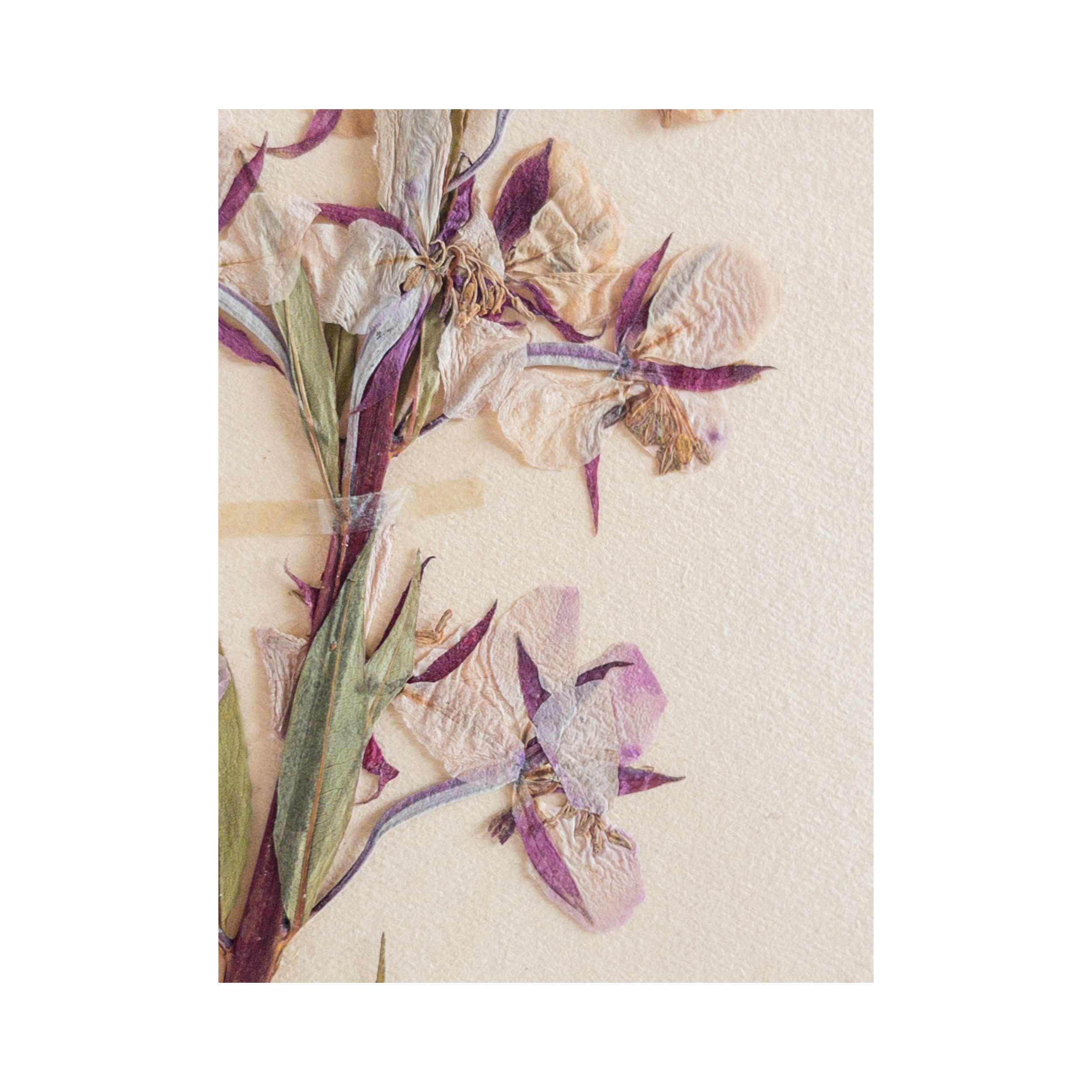 Ashley Holmes Design I Swedish Pressed Flower Art.png