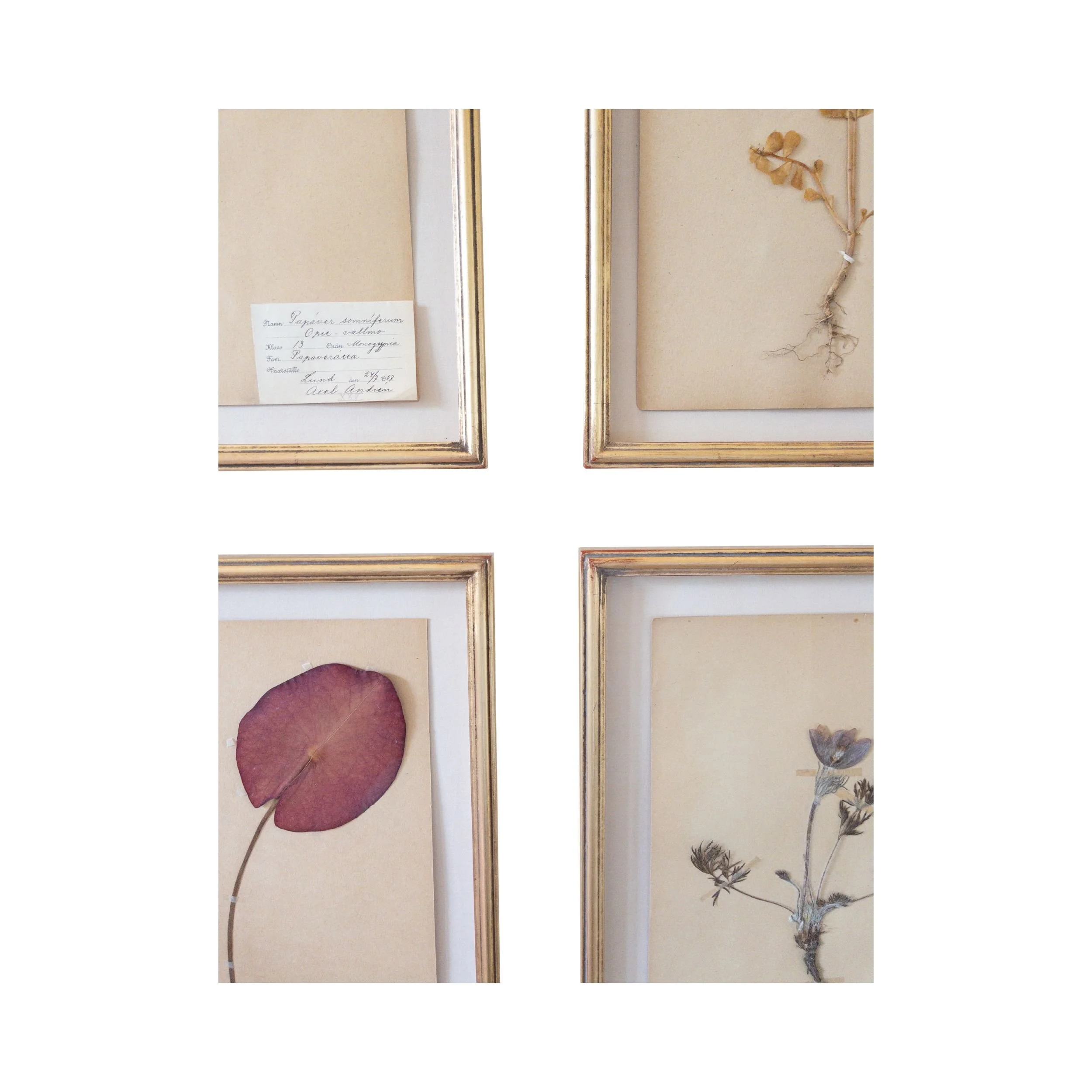 Ashley Holmes Design I Herbarium Framed Art.jpg