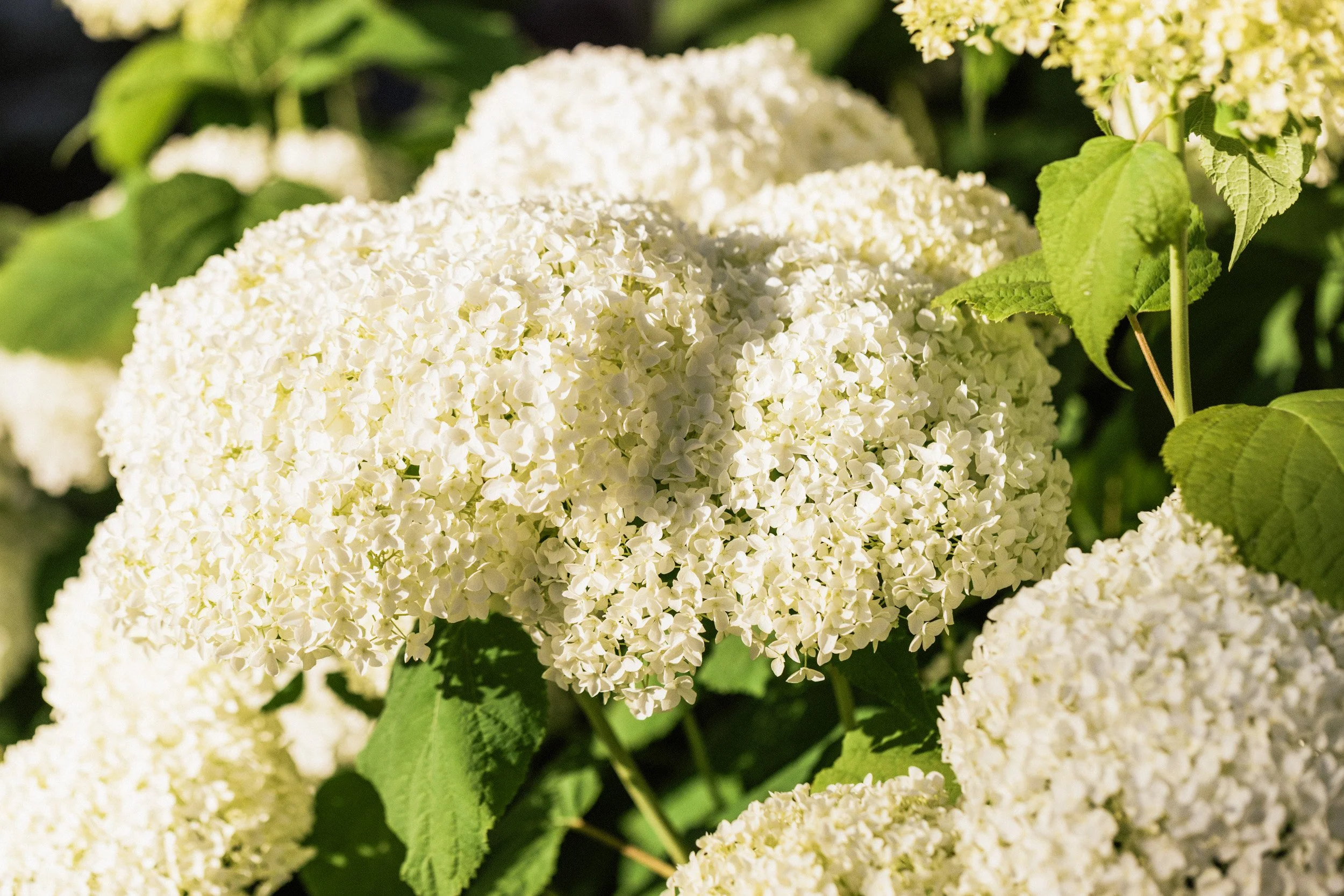Ashley Holmes Design Annabelle Hydrangeas creating a soft living wall at the patio