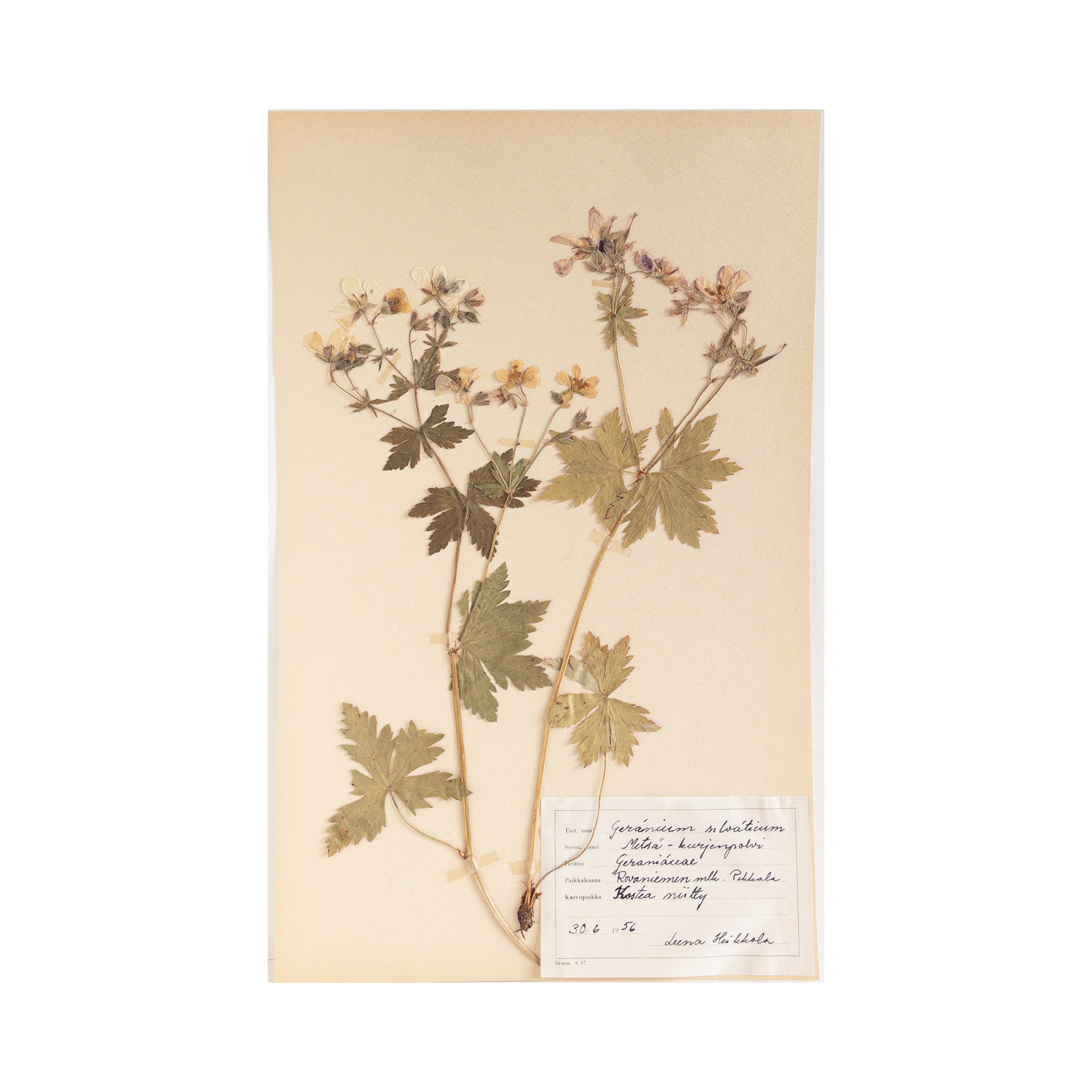 Vintage Finnish Herbarium - Geranium Wood Cranes~bill, circa 1956