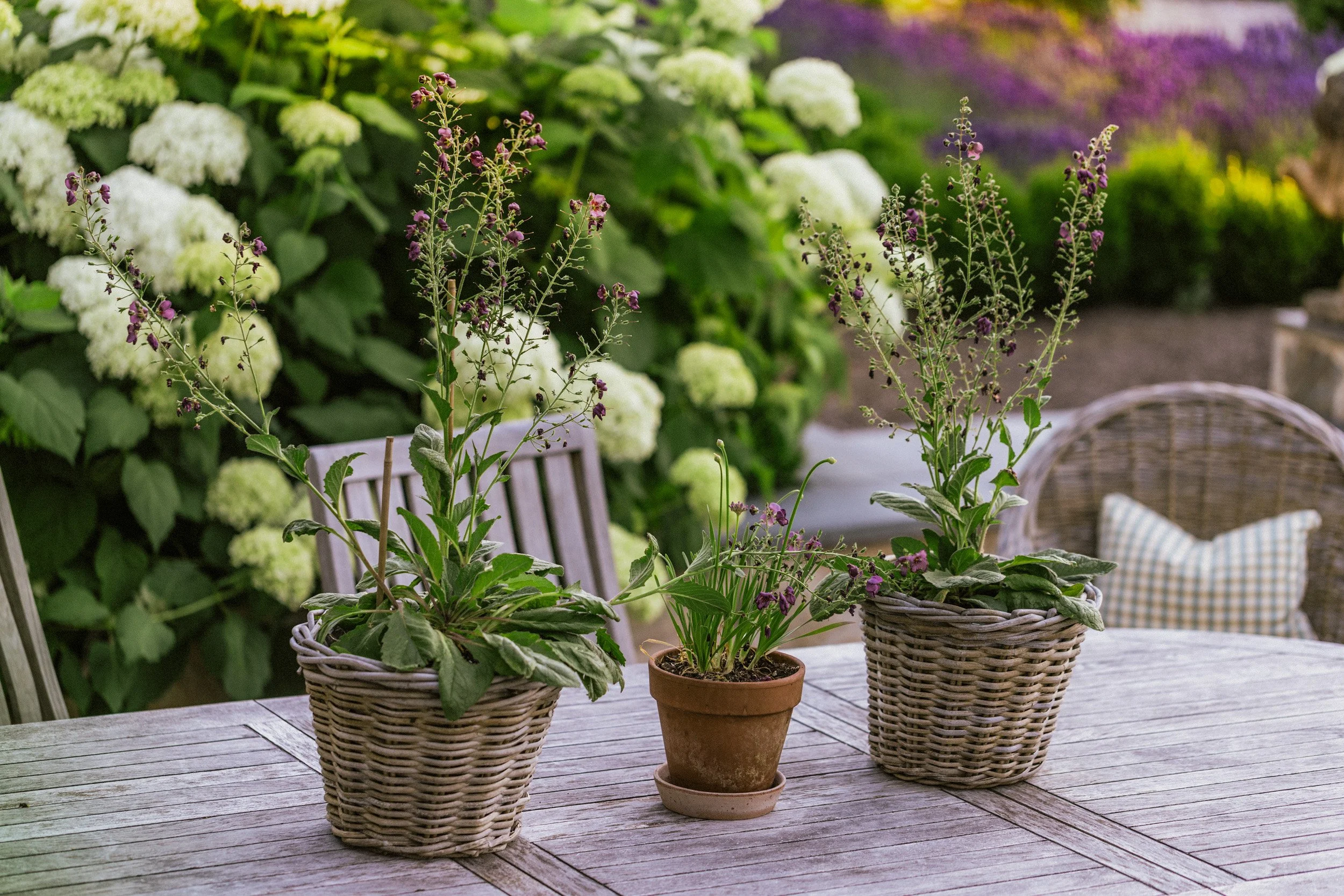 Ashley Holmes Design Garden perfect for Alfresco dining